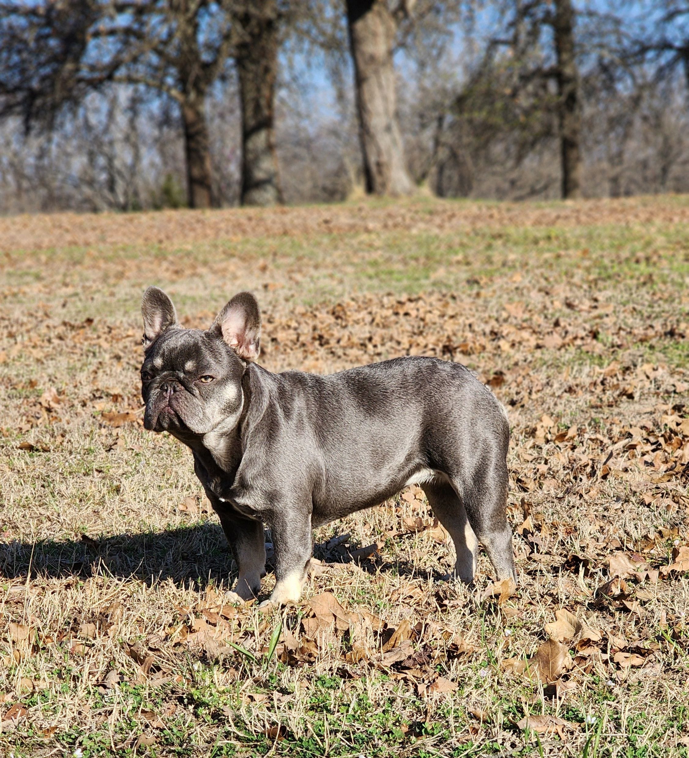 Lilac & Tan – French Bulldog puppy for sale in Tulsa, OK