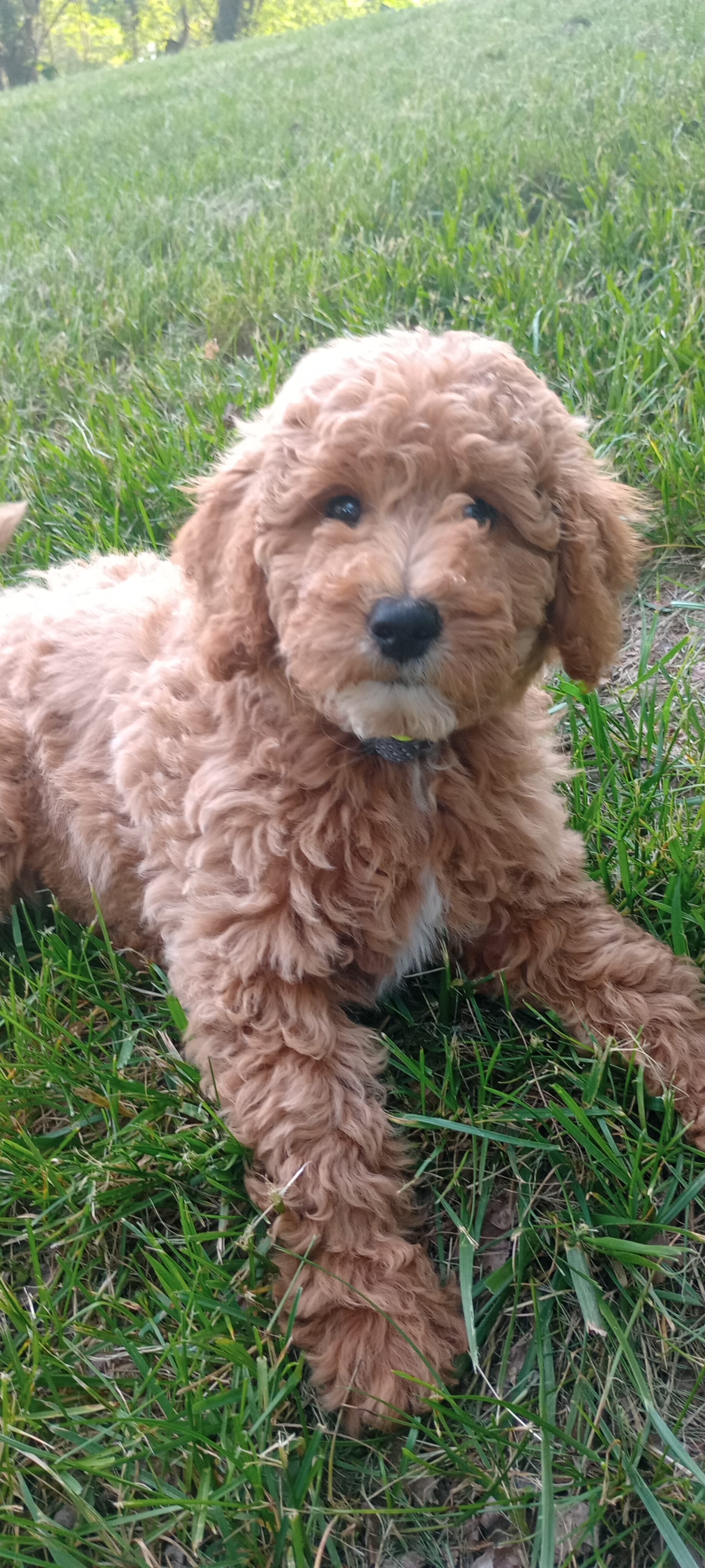 June – Miniature Goldendoodle puppy for sale in Montgomery, MI