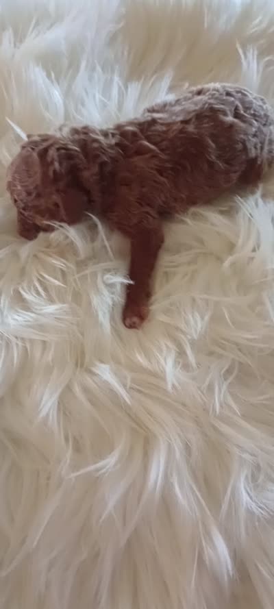 Miss Princess, a female Miniature Goldendoodle for sale in Montgomery, MI – 2 of 2