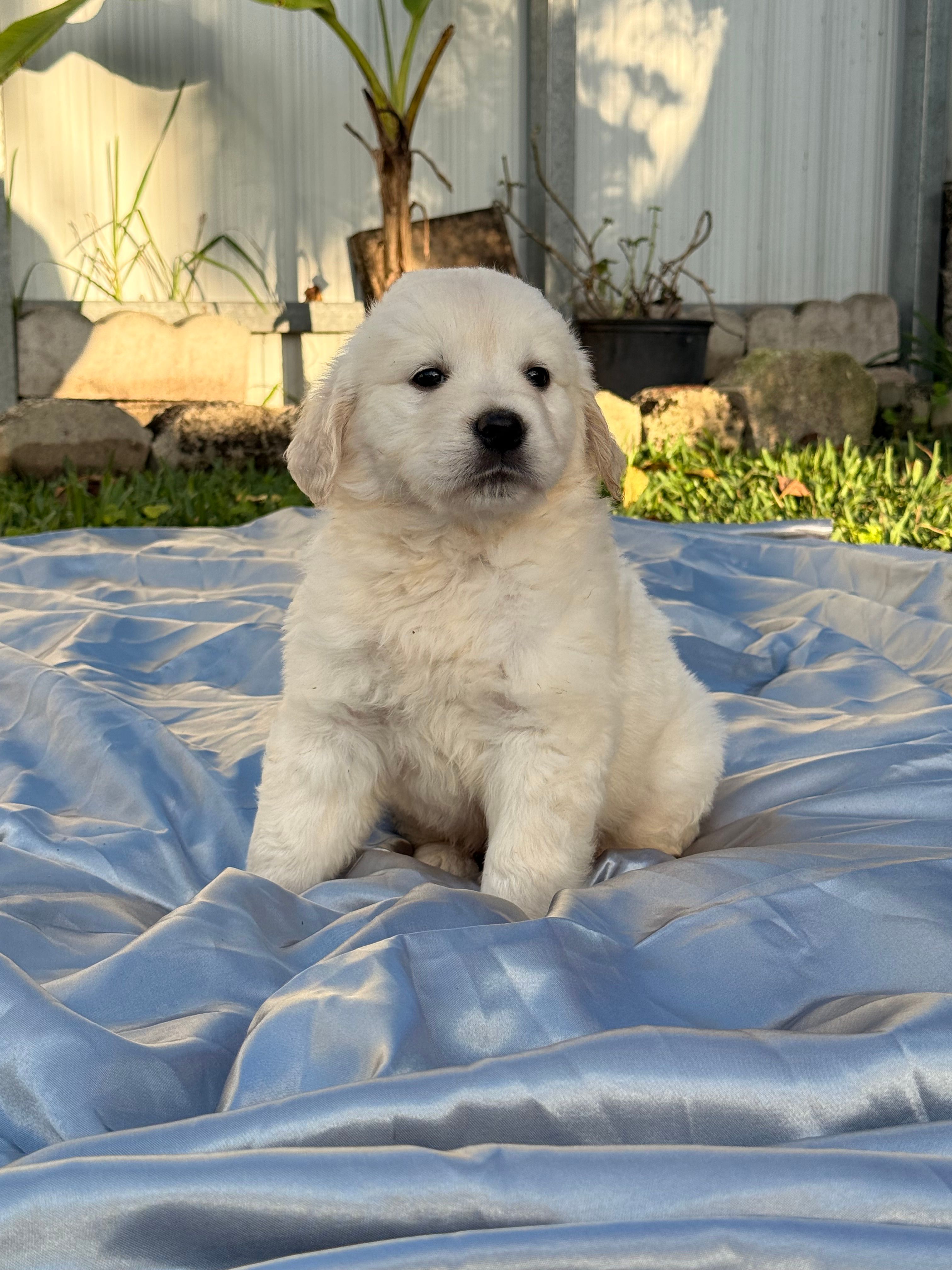 Ryker – English Cream Golden Retriever puppy for sale in Miami, FL
