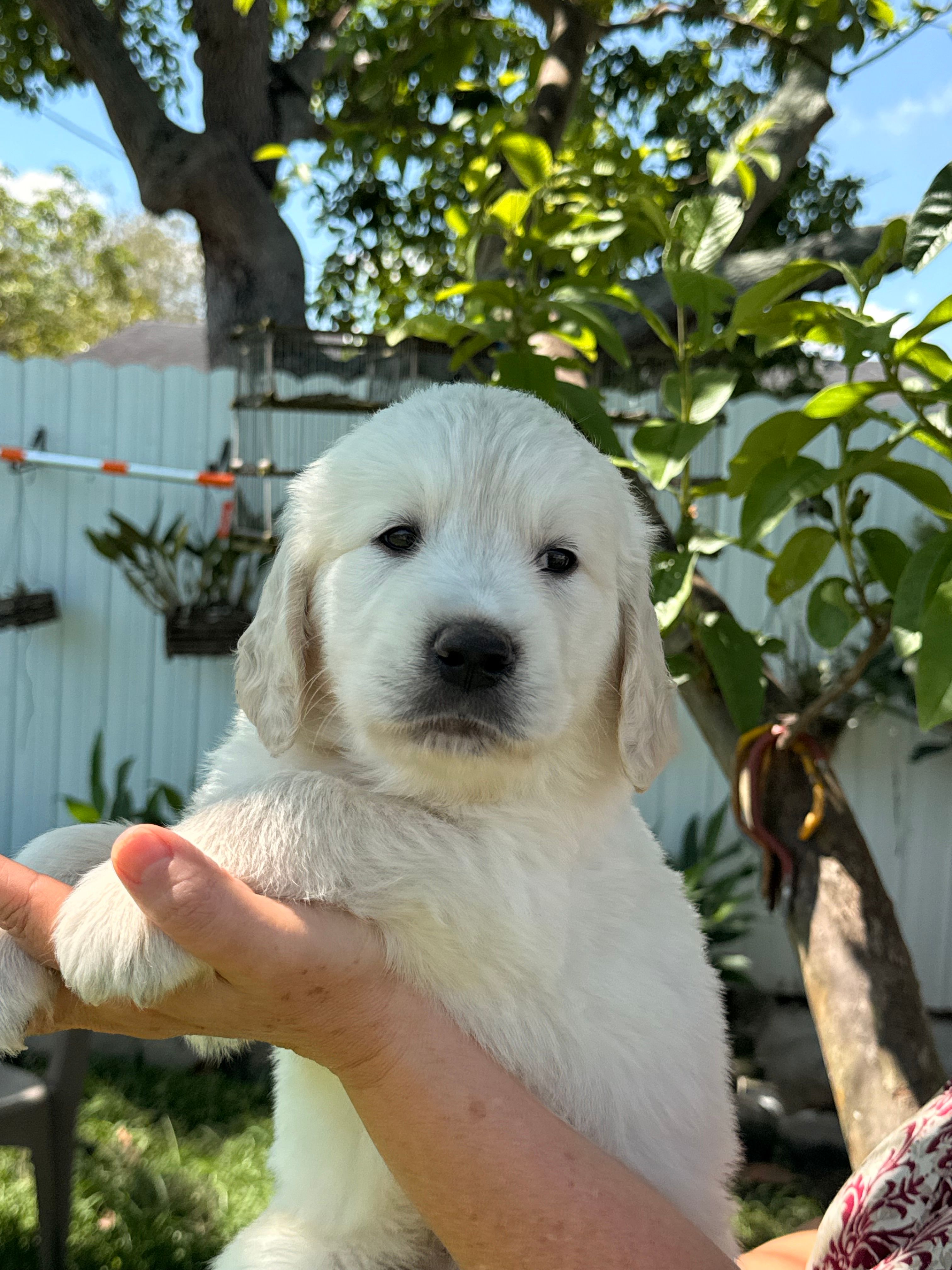 Banner  – English Cream Golden Retriever puppy for sale in Miami, FL