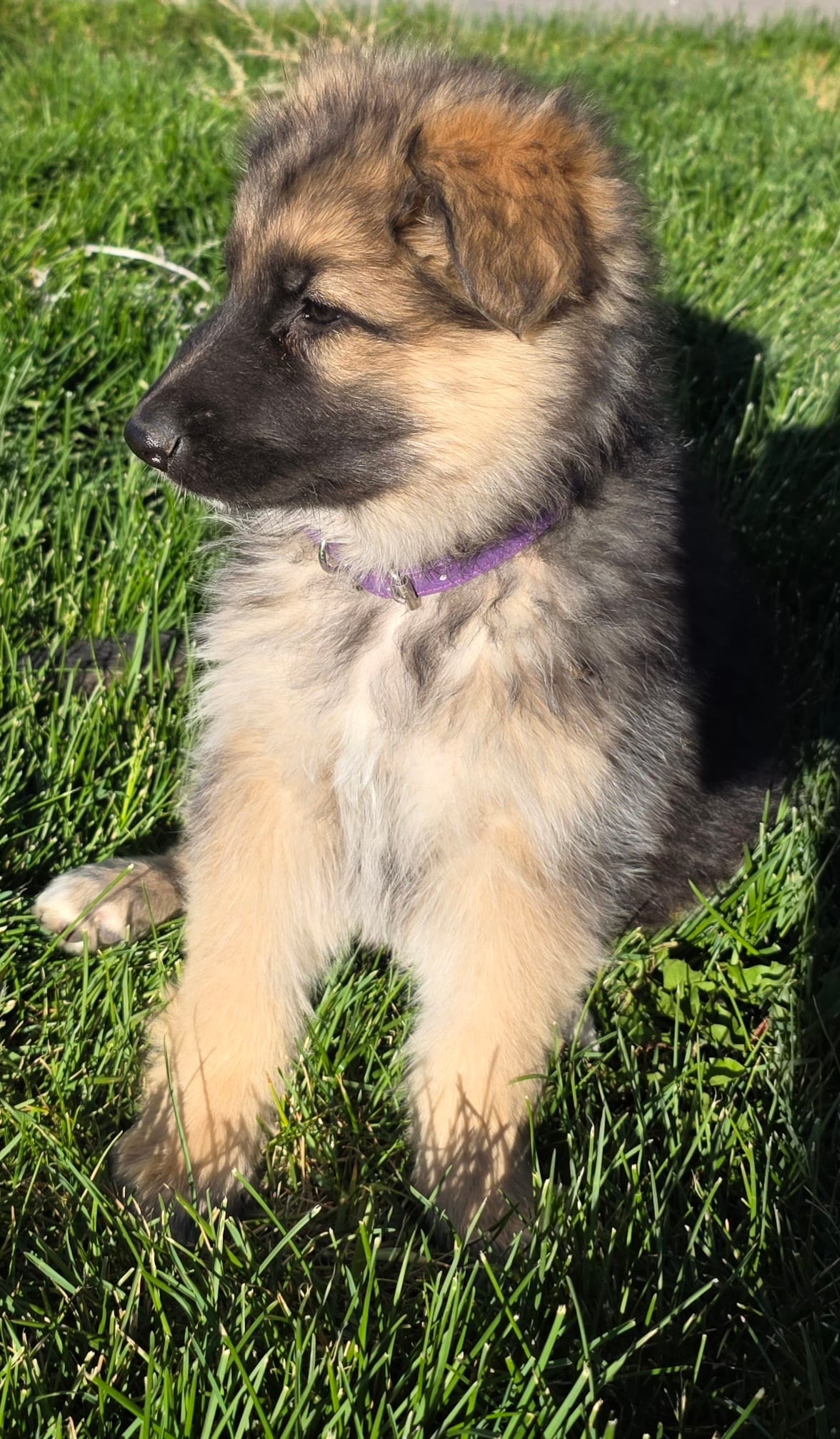 Olive  – German Shepherd Dog puppy for sale in Moab, UT