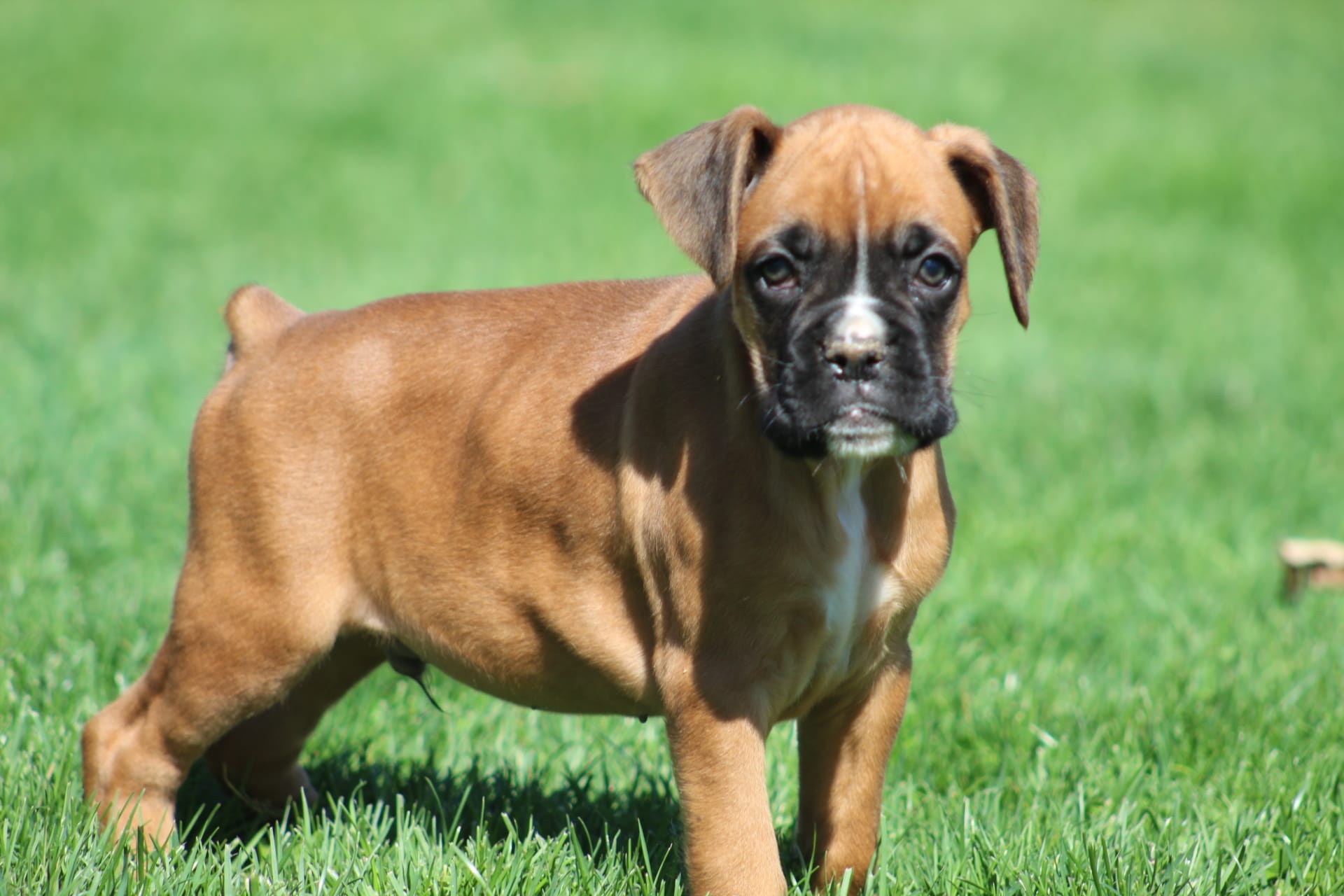 Tanner – Boxer puppy for sale in Shippensburg, PA