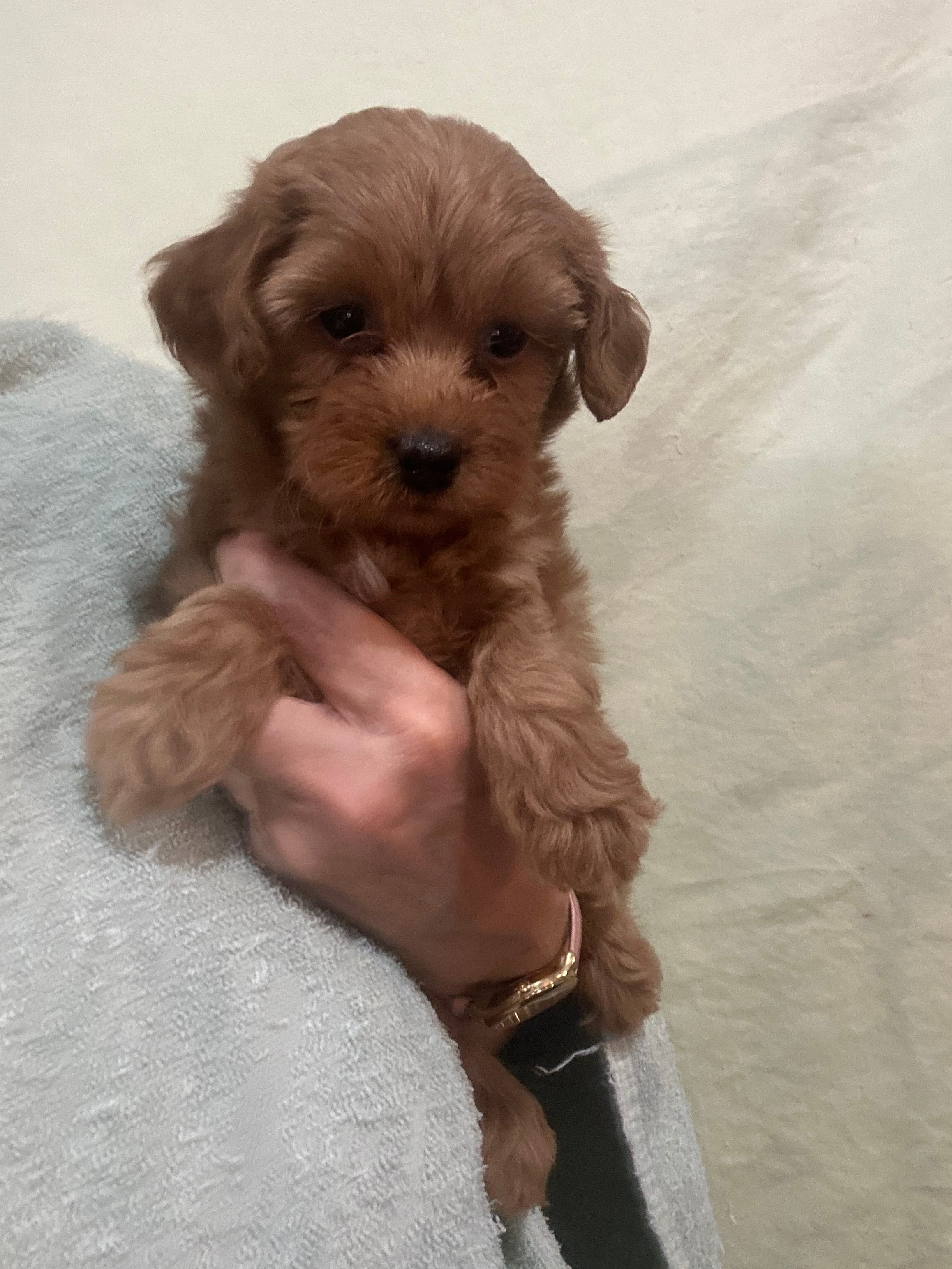 DarkRedApricotGirl – Poodle - Toy  puppy for sale in Tampa, FL