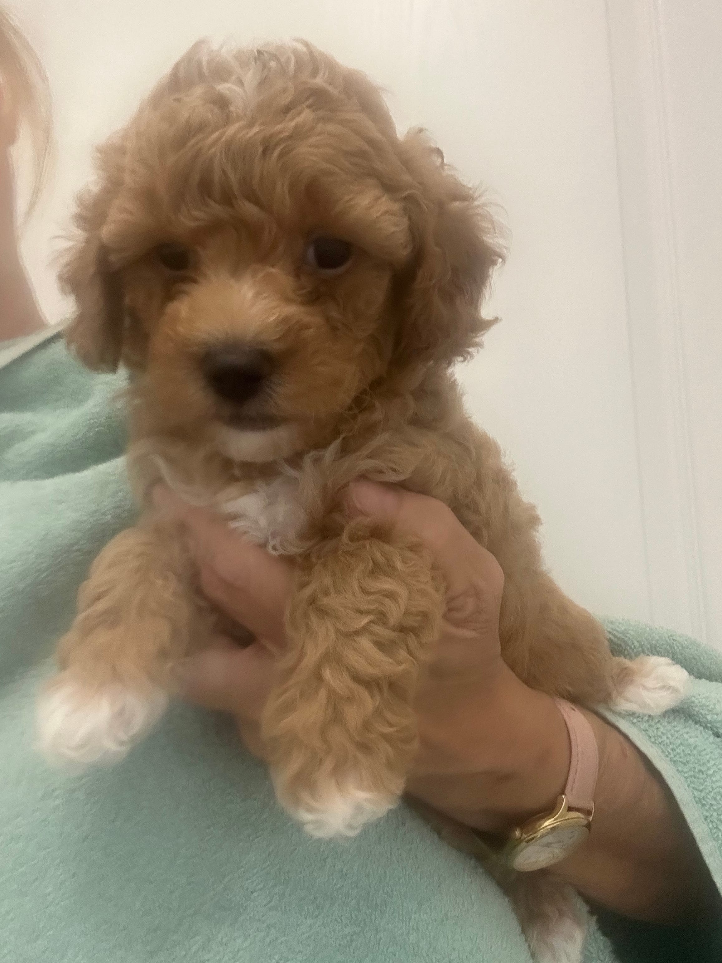 Apricot/White Markings Boy – Poodle - Toy  puppy for sale in Tampa, FL