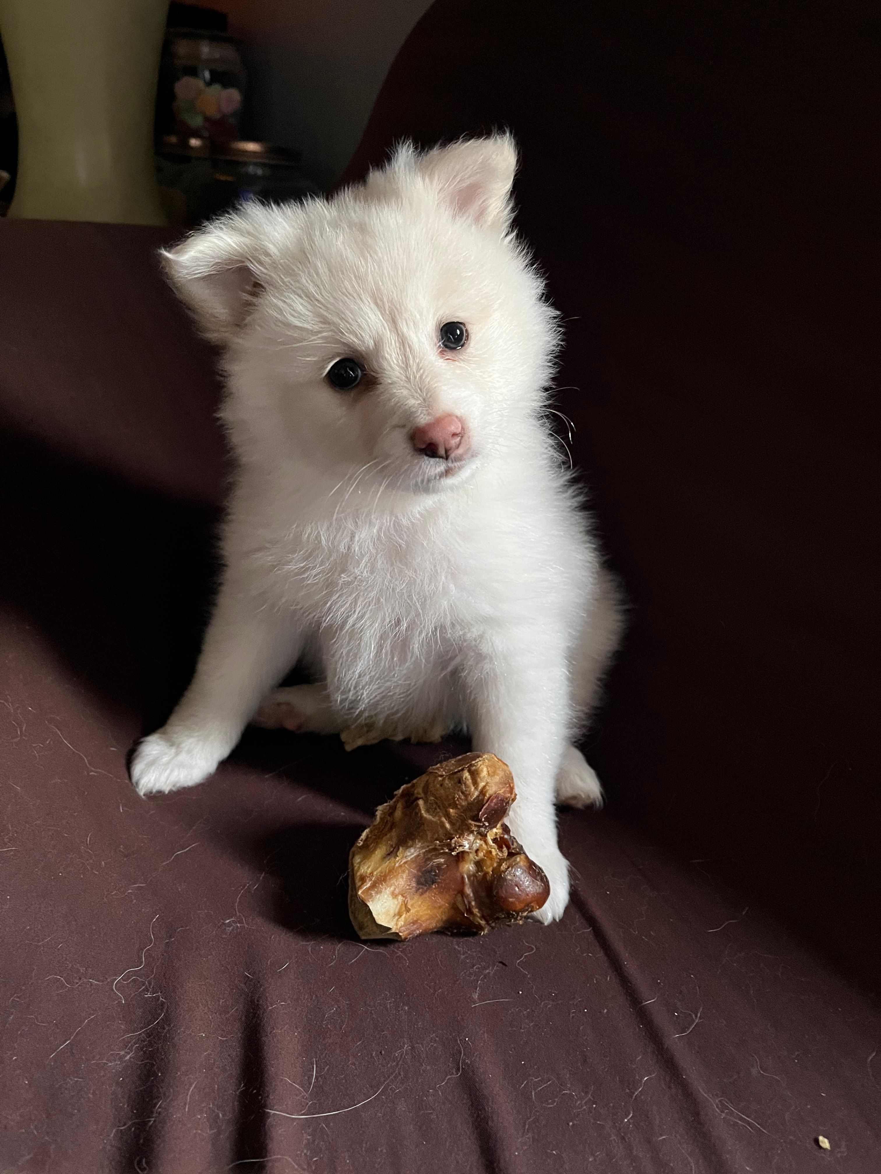 White female #1  – Pomeranian puppy for sale in Rome City, IN