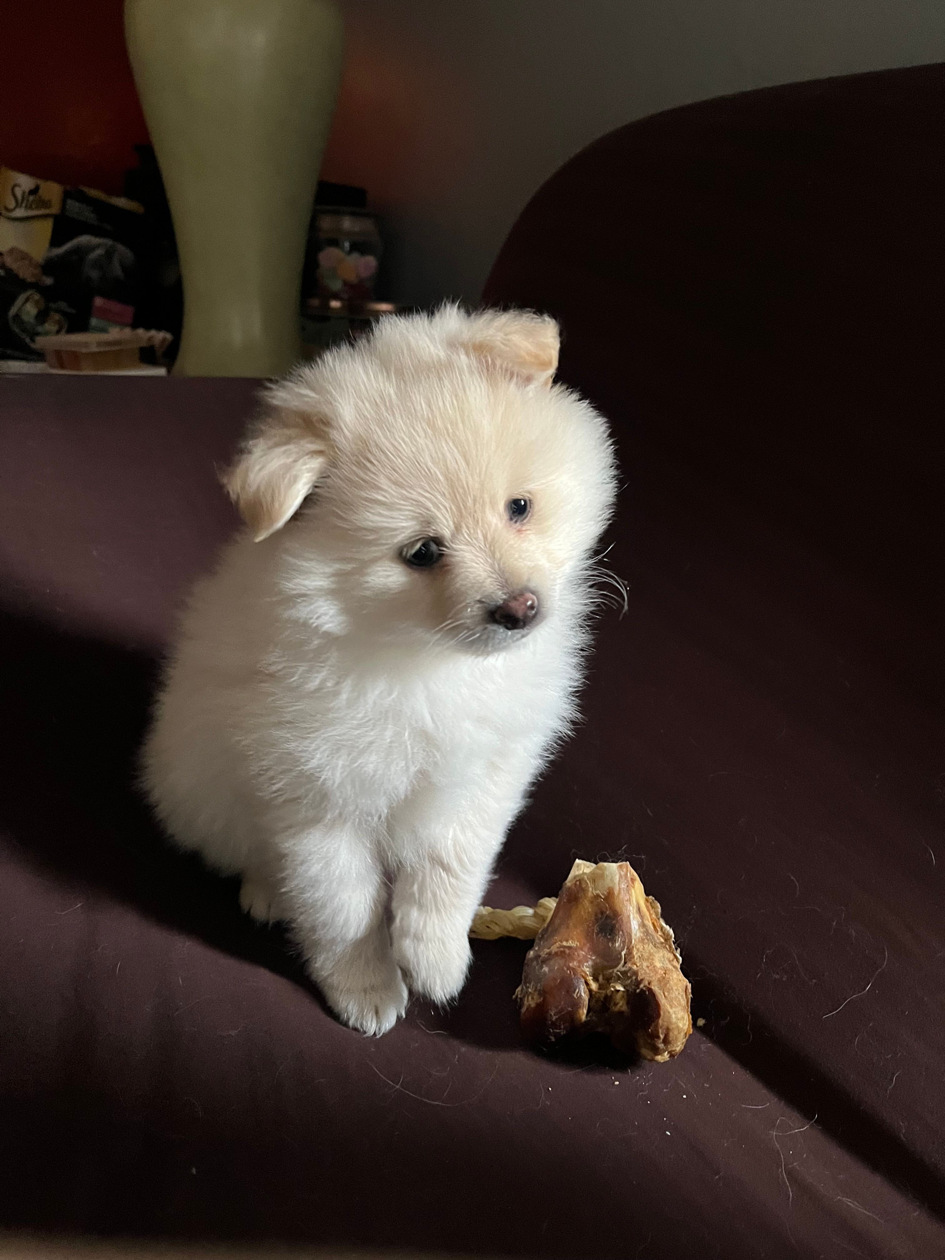 White/cream male – Pomeranian puppy for sale in Rome City, IN