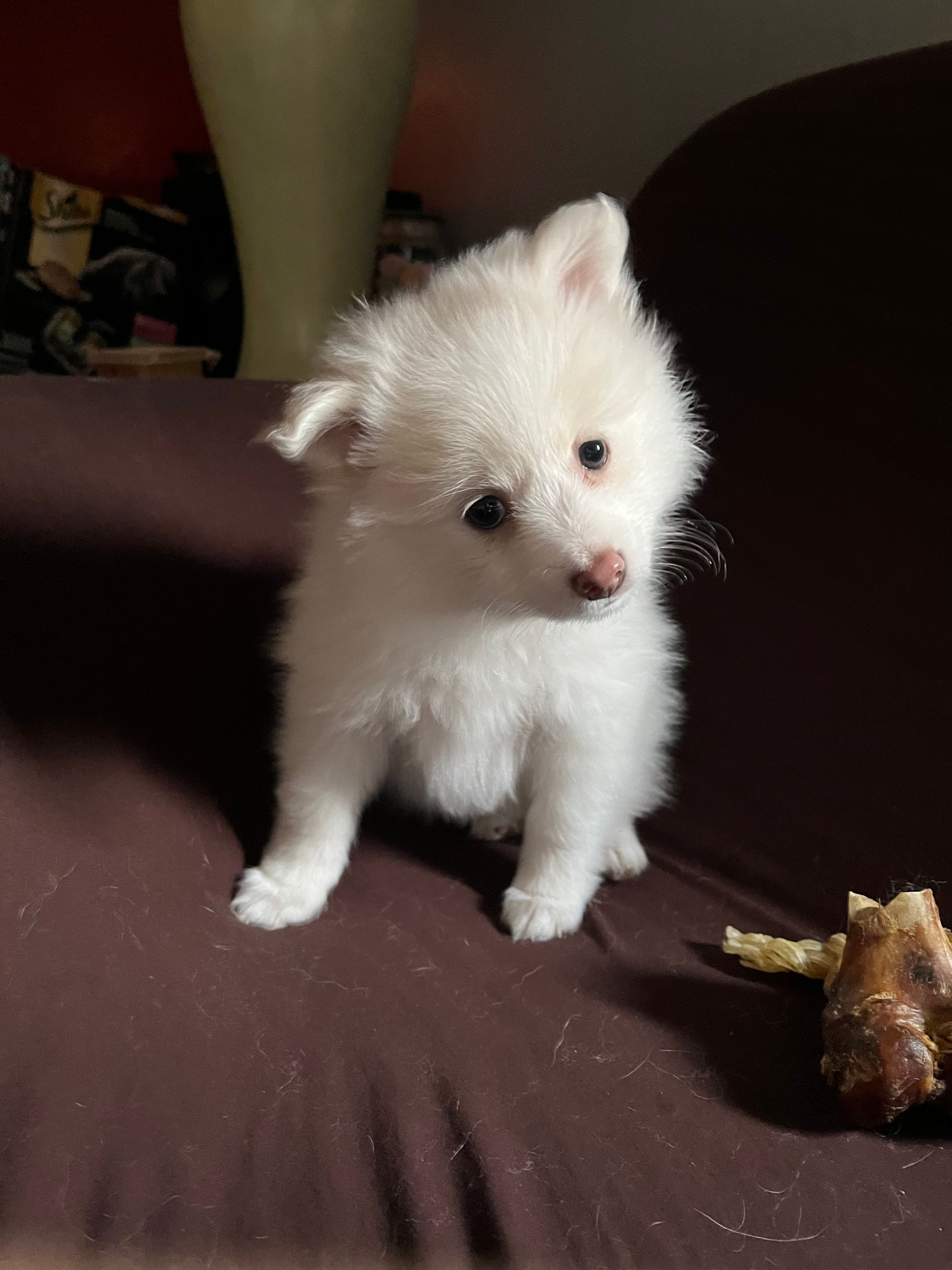 White female #2 – Pomeranian puppy for sale in Rome City, IN