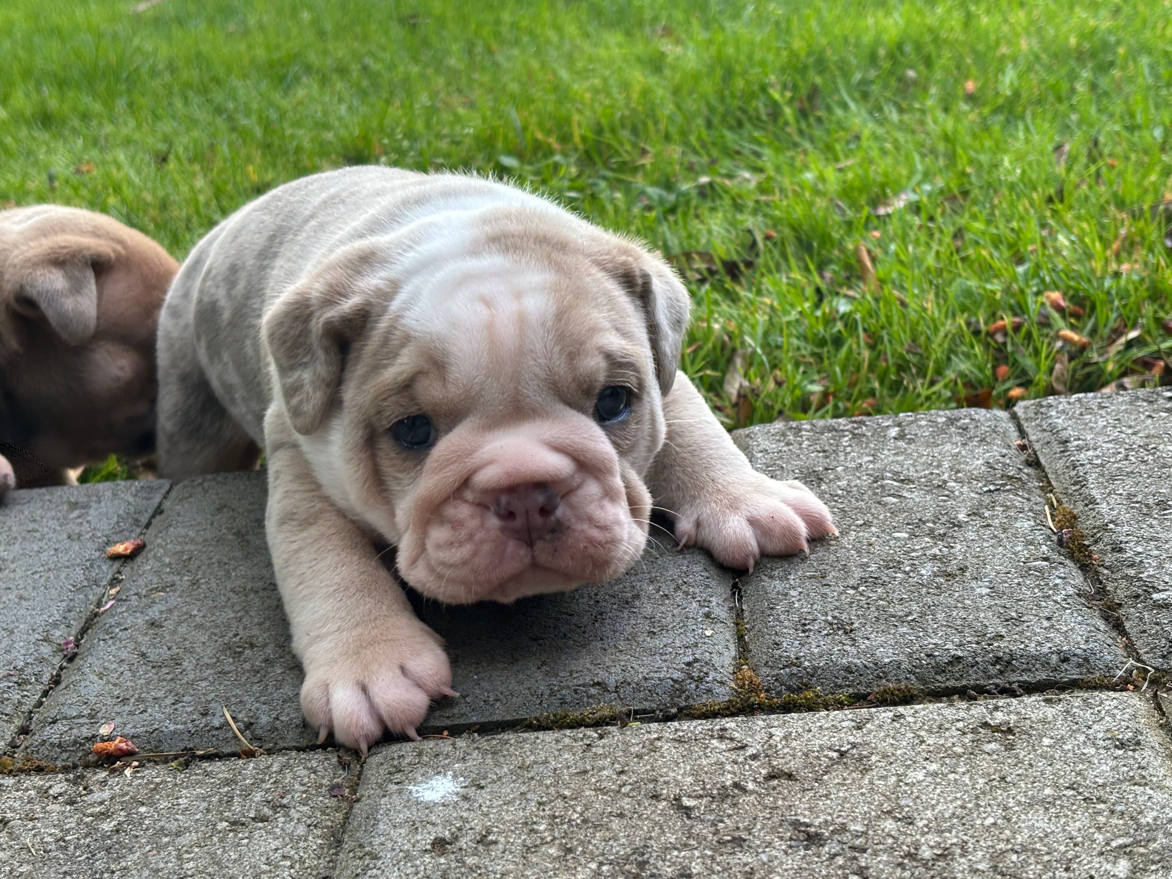 Billy – Olde English Bulldogge puppy for sale in Portland, OR
