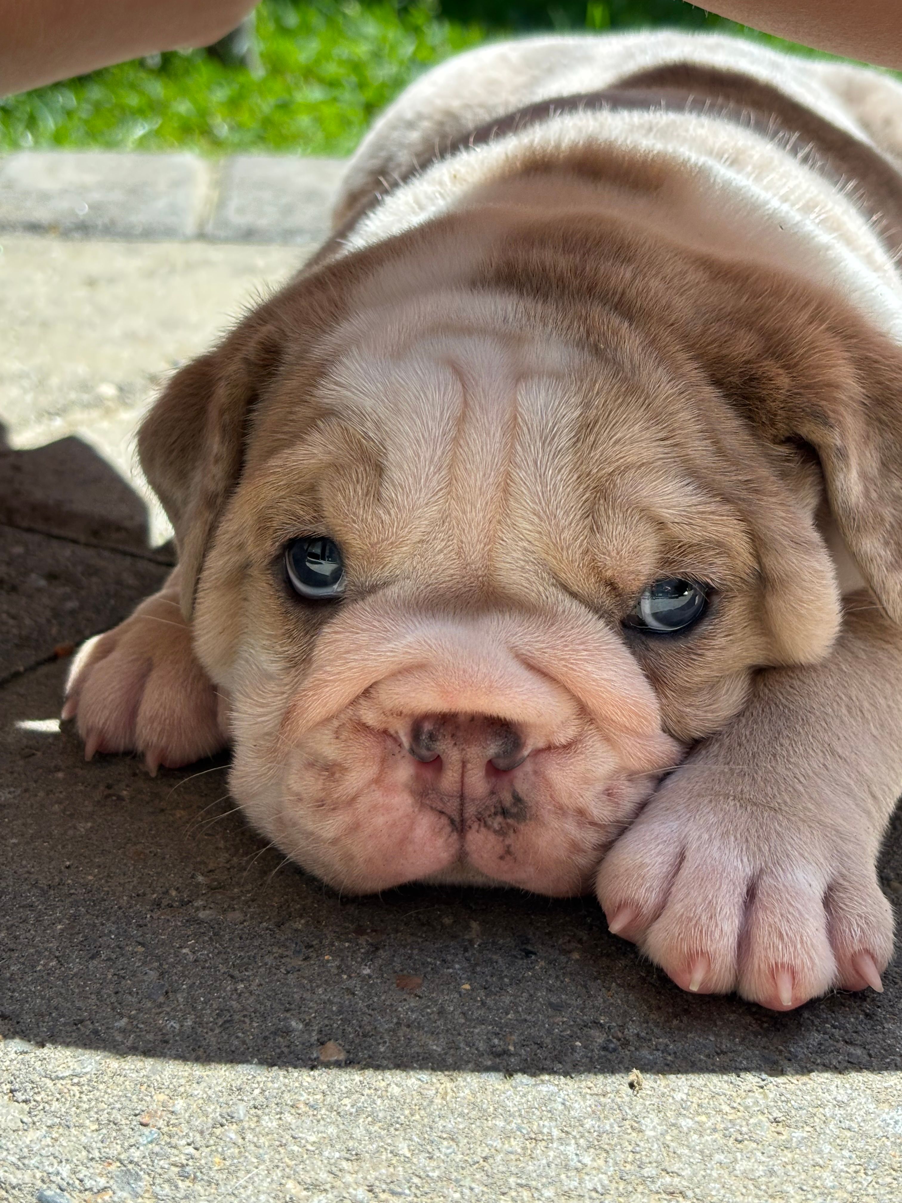 Billy – Olde English Bulldogge puppy for sale in Portland, OR