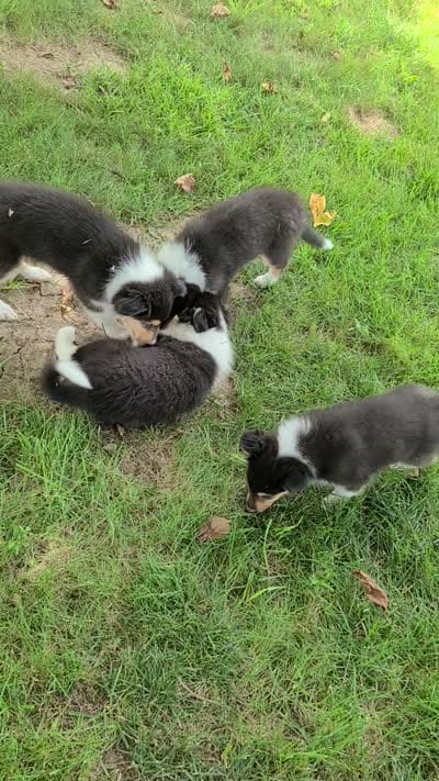 Skeeter, a female Collie for sale in Gladstone, MO – 2 of 2
