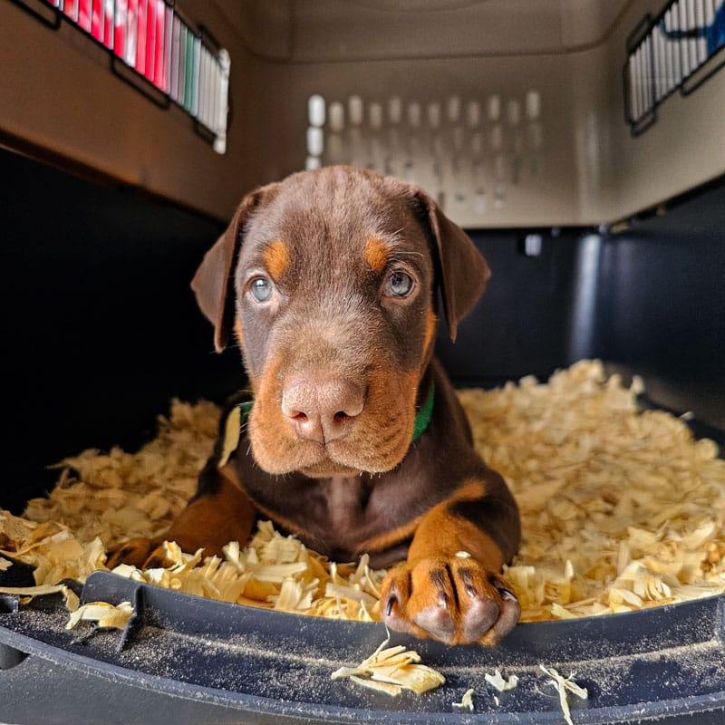 AKC Registered Full European Doberman Pinscher - Male  – Doberman Pinscher puppy for sale in Miami, FL