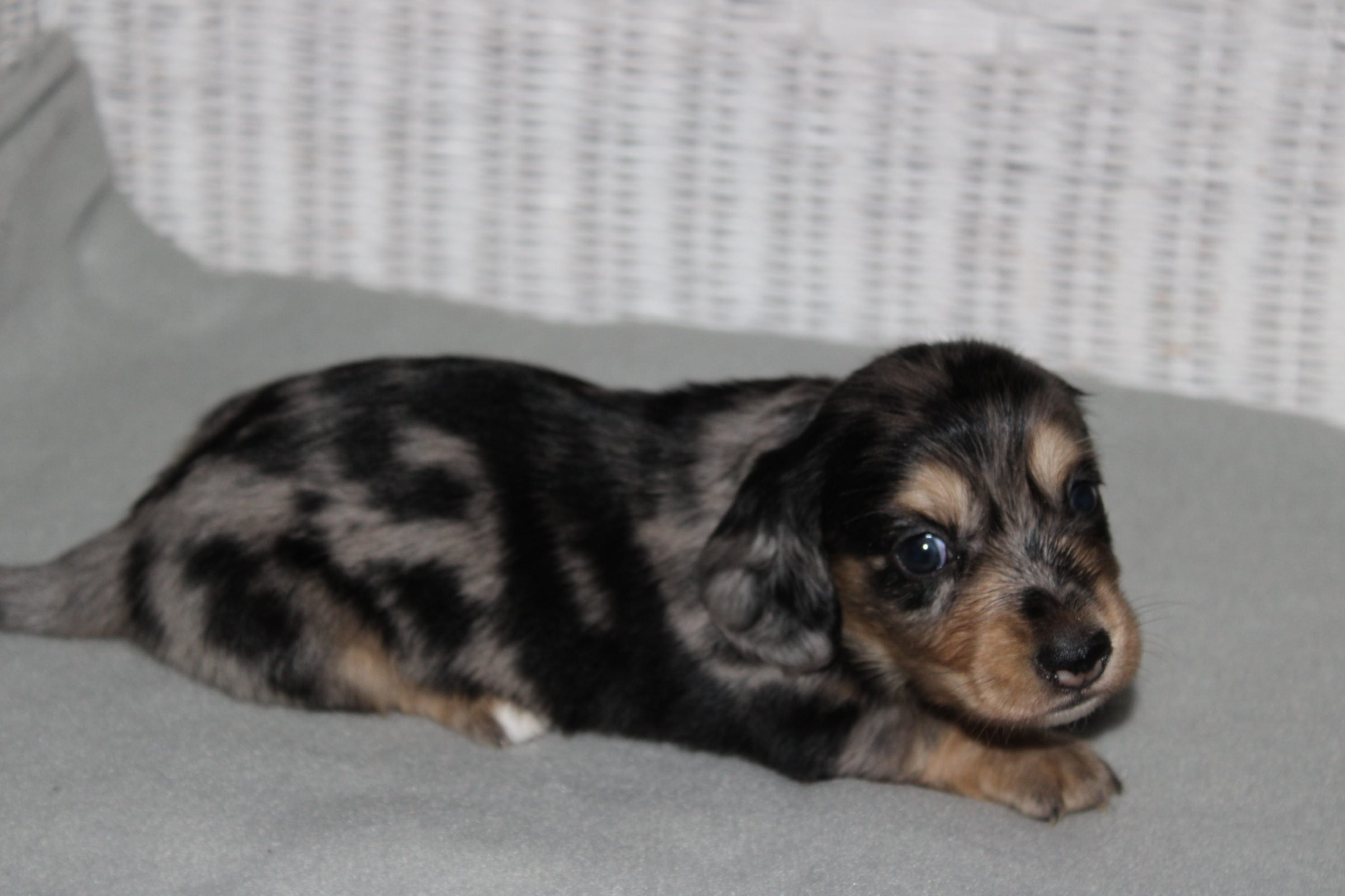 Gizmo. M   ACA – Dachshund puppy for sale in Westminster, SC