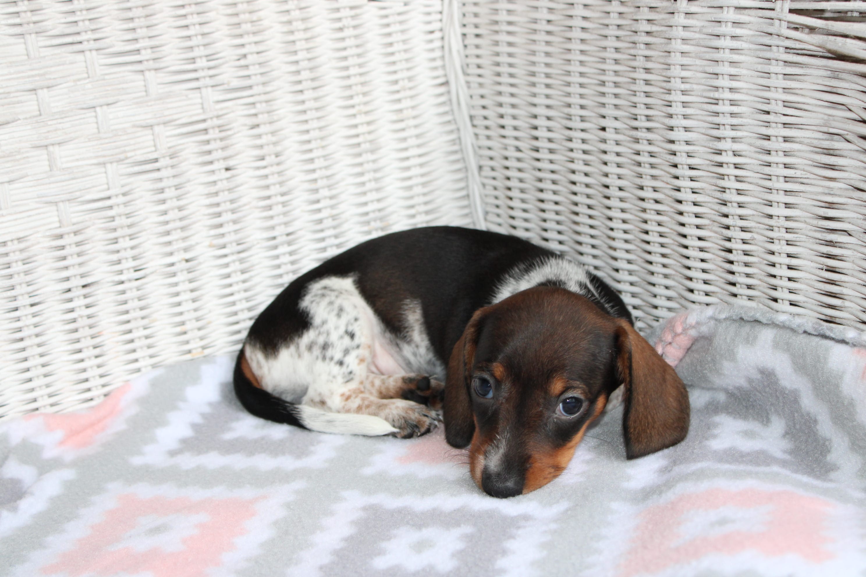 DewDrop  F  AKC  mchip 22531 – Dachshund puppy for sale in Westminster, SC
