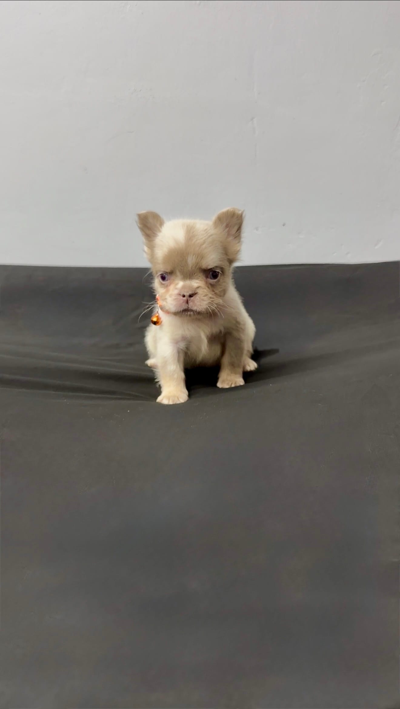 Fluffy new shade Isabella – French Bulldog puppy for sale in Bakersfield, CA
