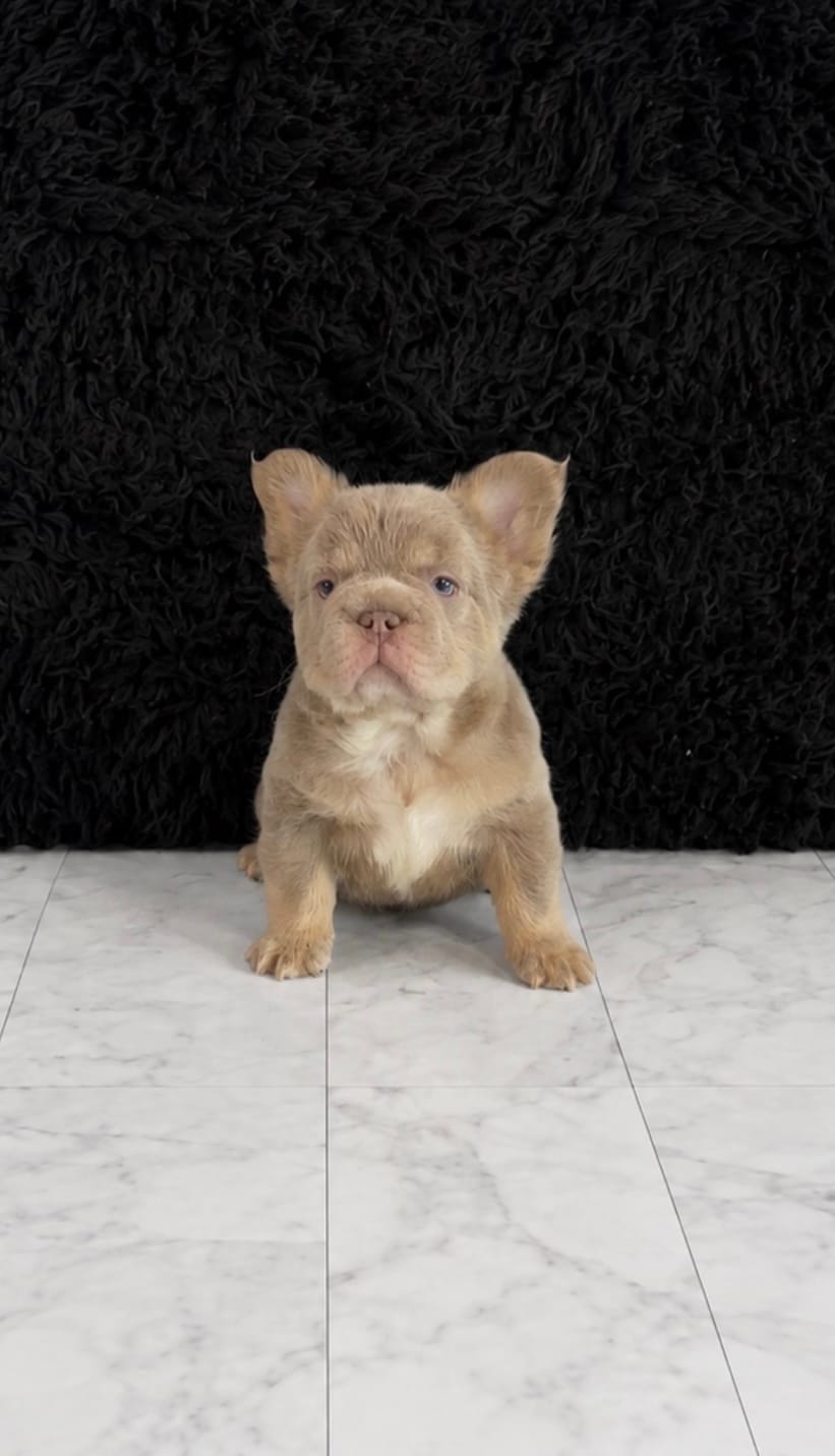 Bentley  – French Bulldog puppy for sale in Bakersfield, CA