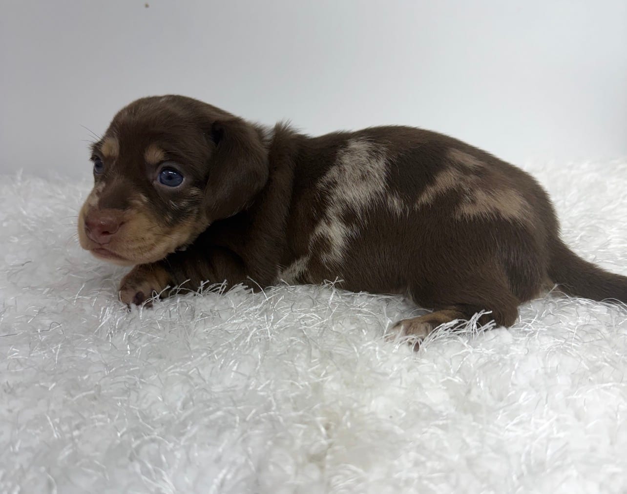 Ziggy – Miniature Dachshund puppy for sale in Hillsville, VA