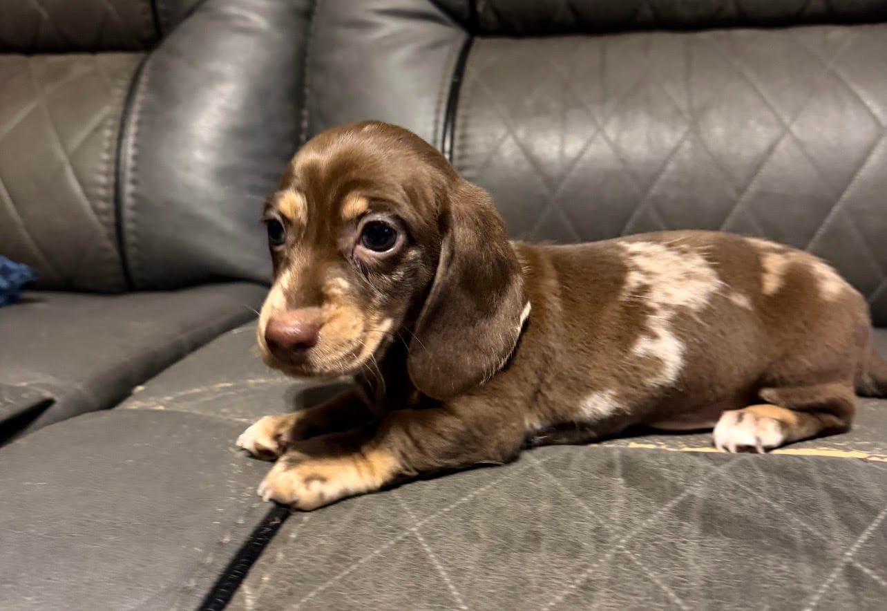 Ziggy – Miniature Dachshund puppy for sale in Hillsville, VA