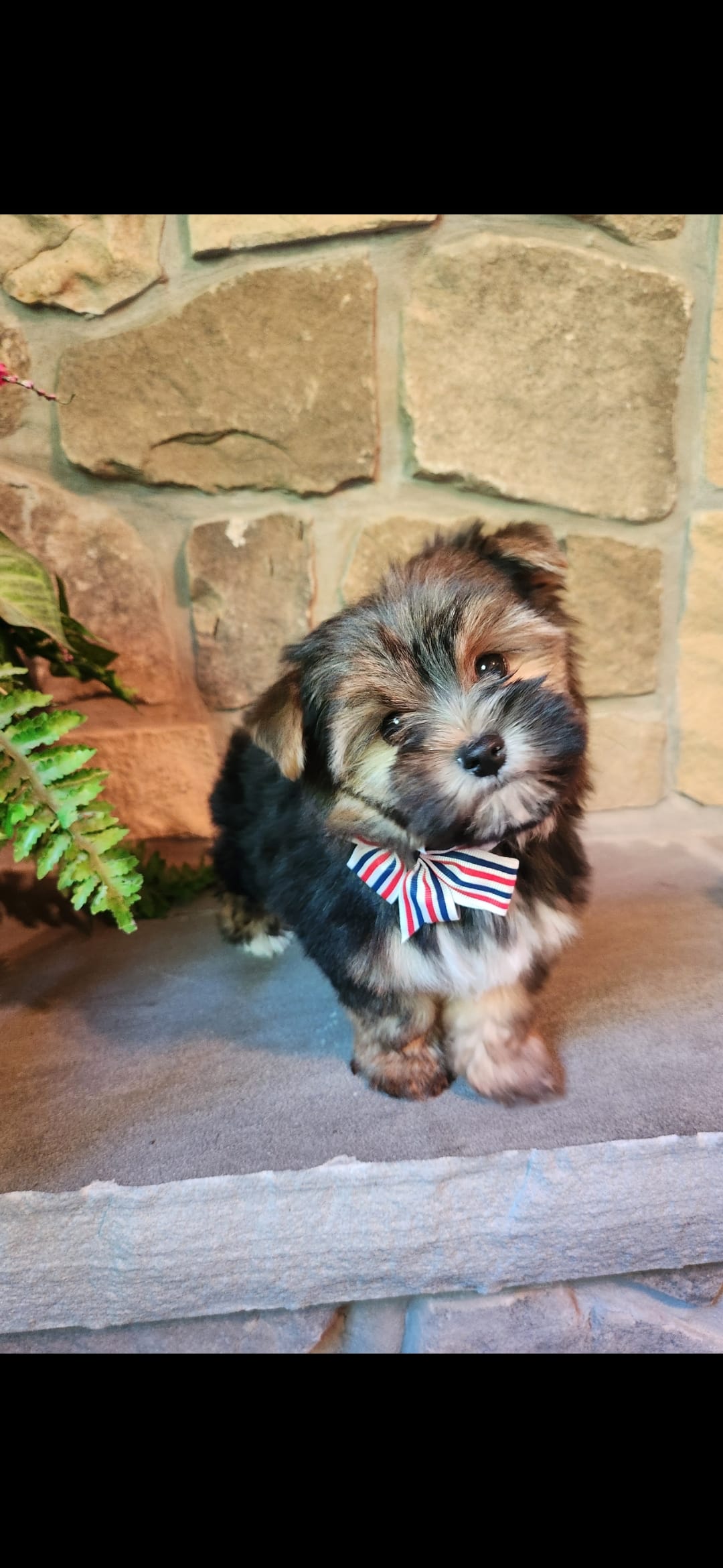 Snickers  – Morkie puppy for sale in Old Fort, TN