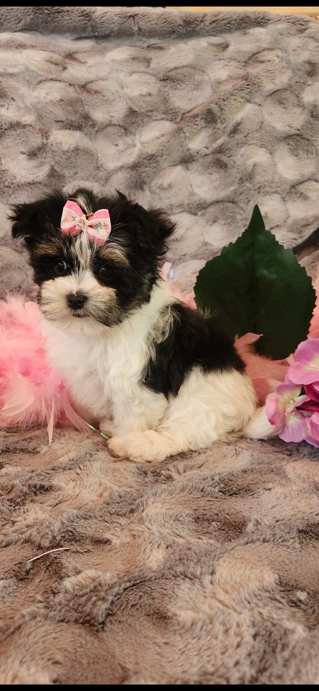 Krystal Rose  – Morkie puppy for sale in Old Fort, TN