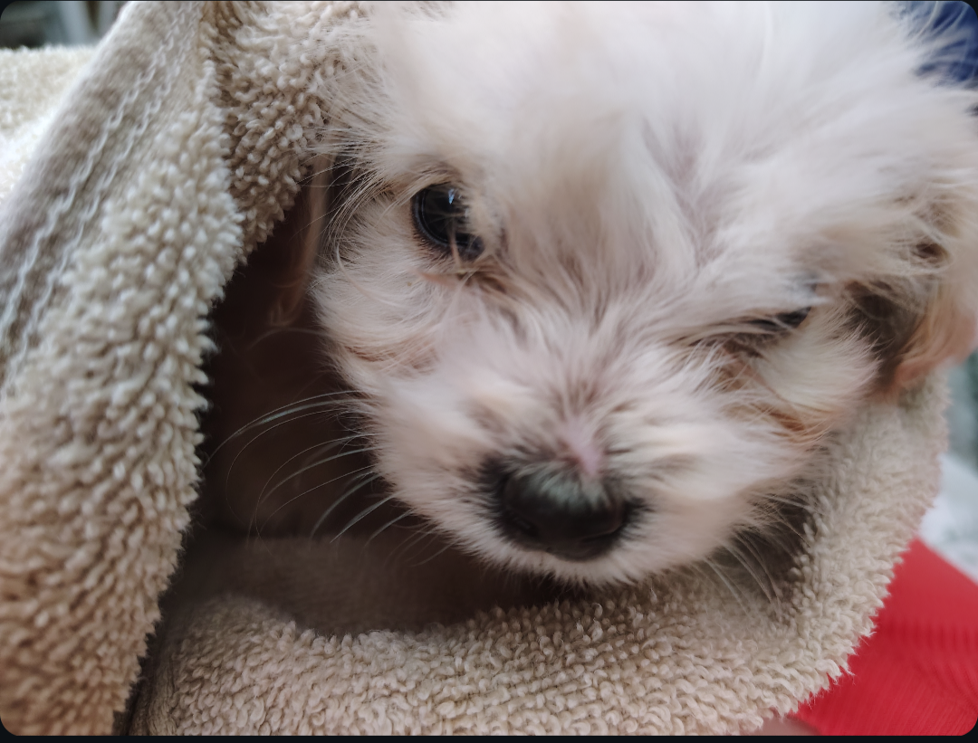 Smooth – Havanese puppy for sale in Saint louis
