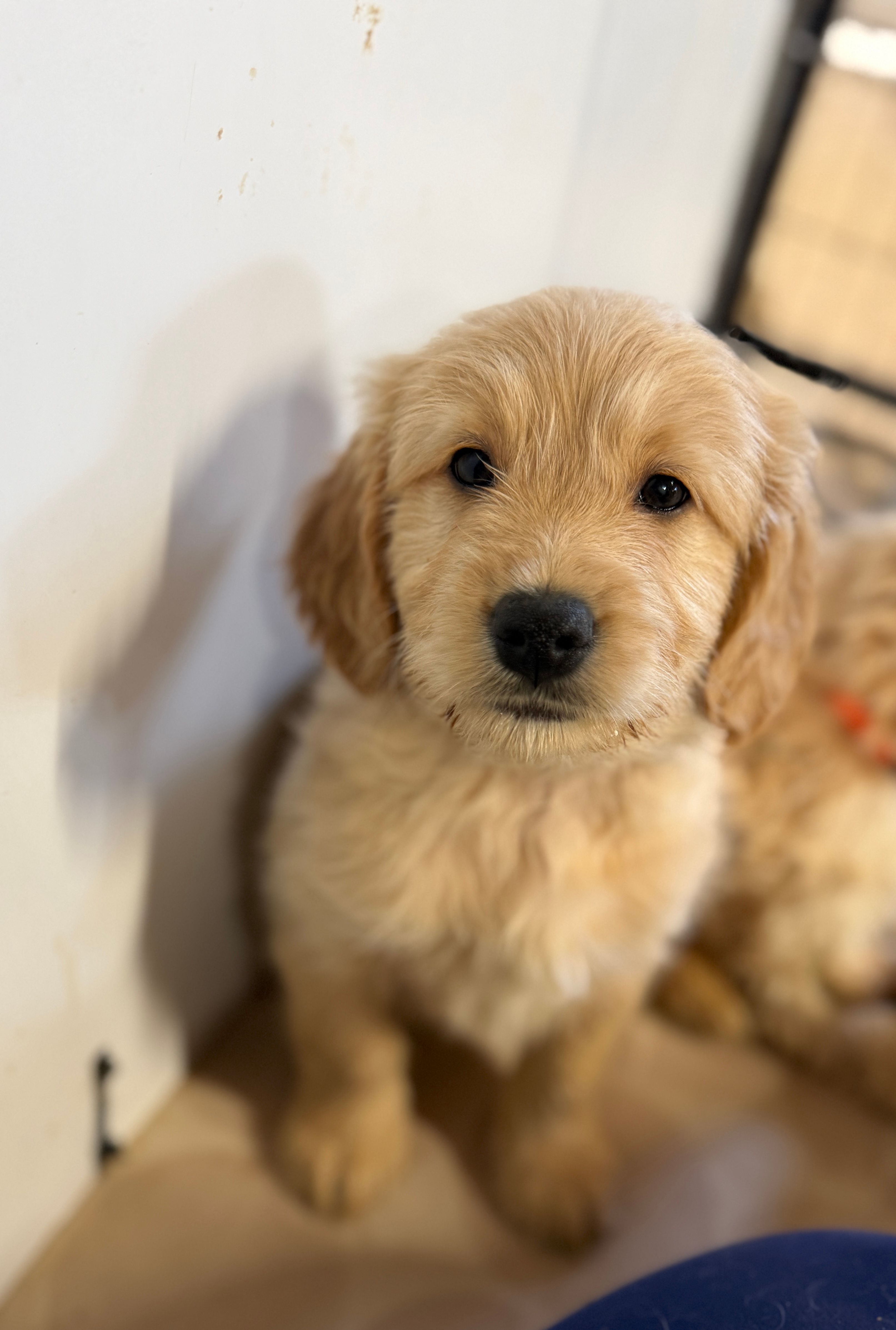 Red – Miniature Golden Retriever puppy for sale in Horton, AL