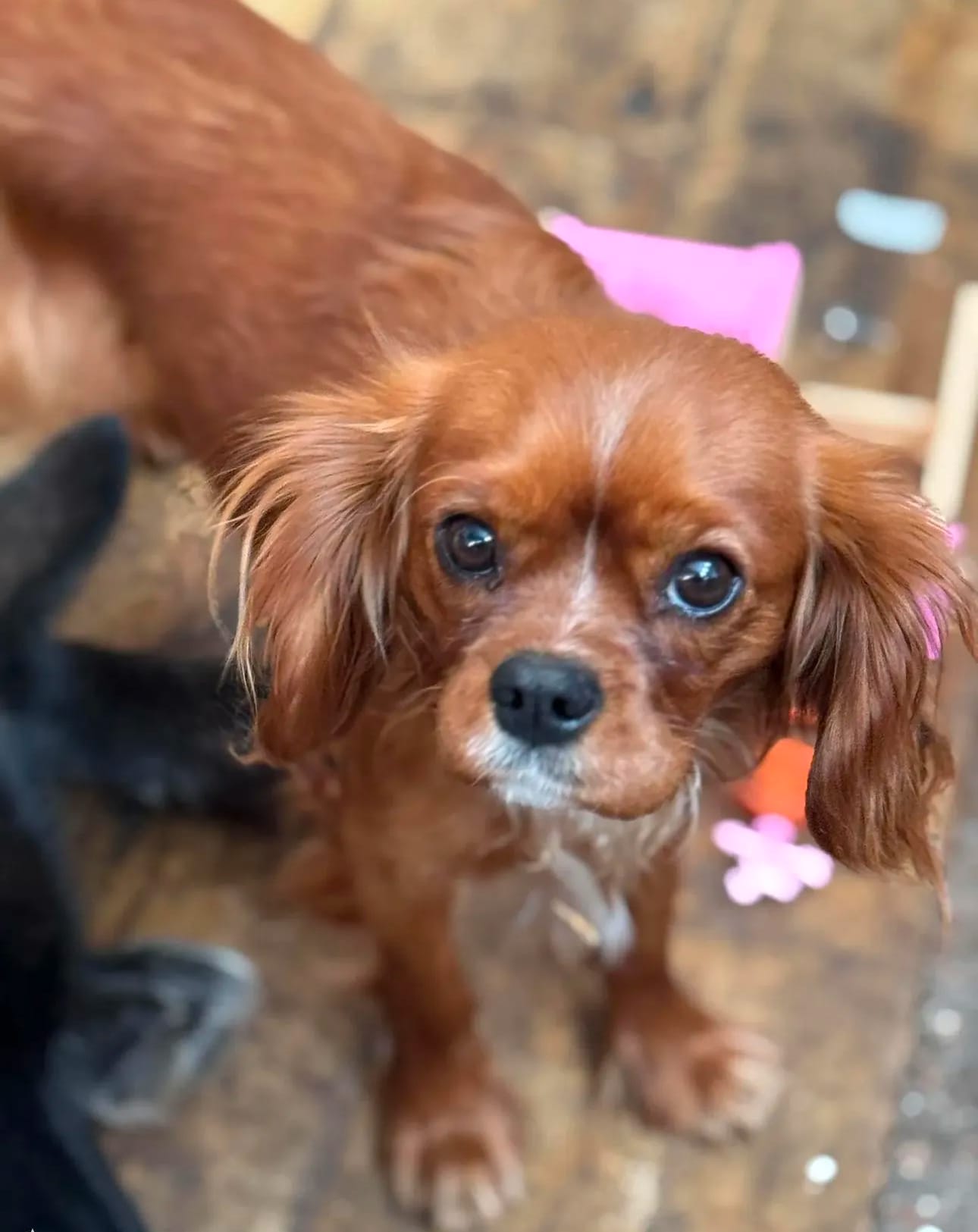 Full AKC Ember  – Cavalier King Charles Spaniel puppy for sale in Colorado Springs, CO