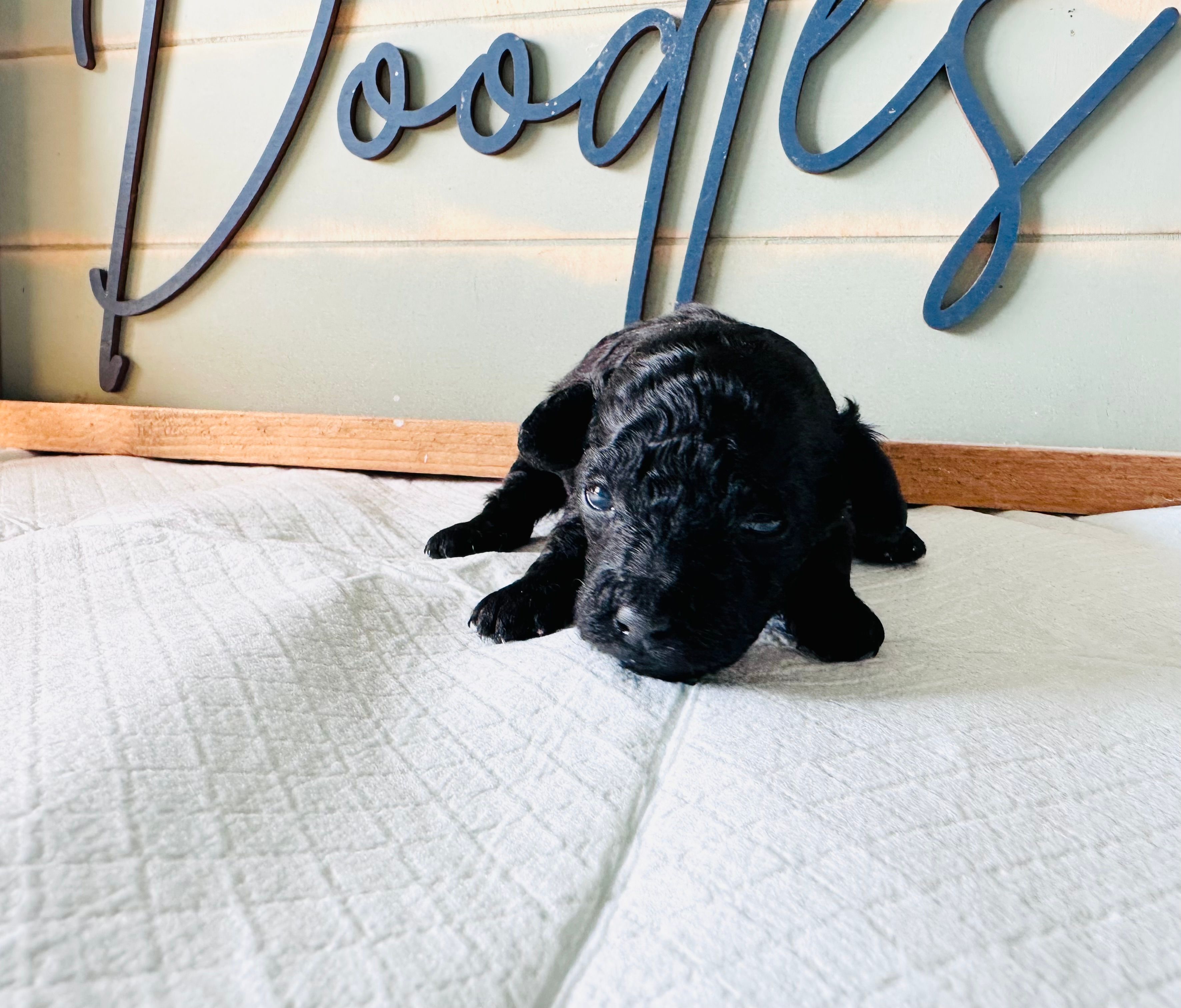 Raven – Poodle - Toy  puppy for sale in Bogata, TX