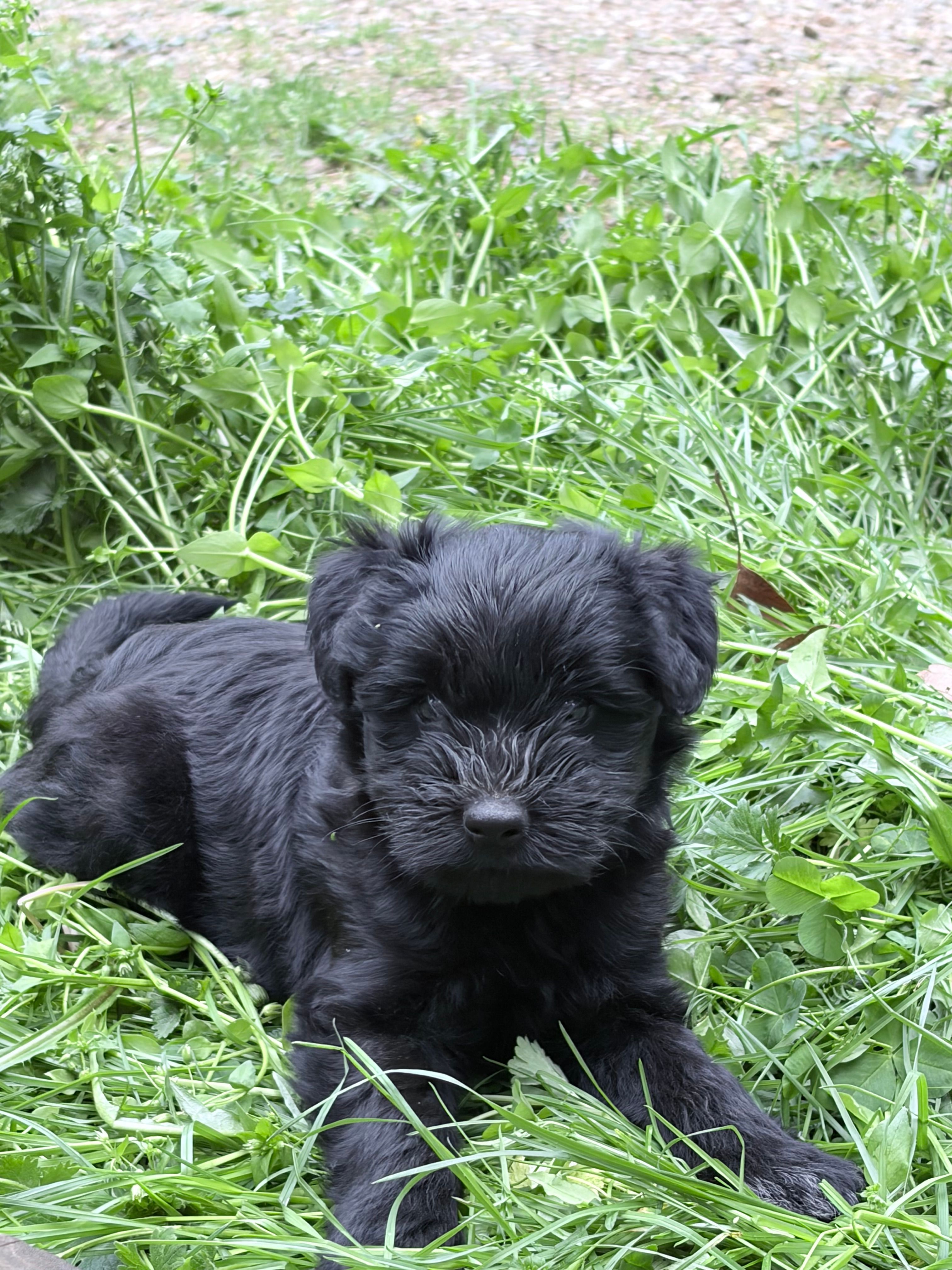 Freddy puppy a – Miniature Schnauzer puppy for sale in Roseland, VA