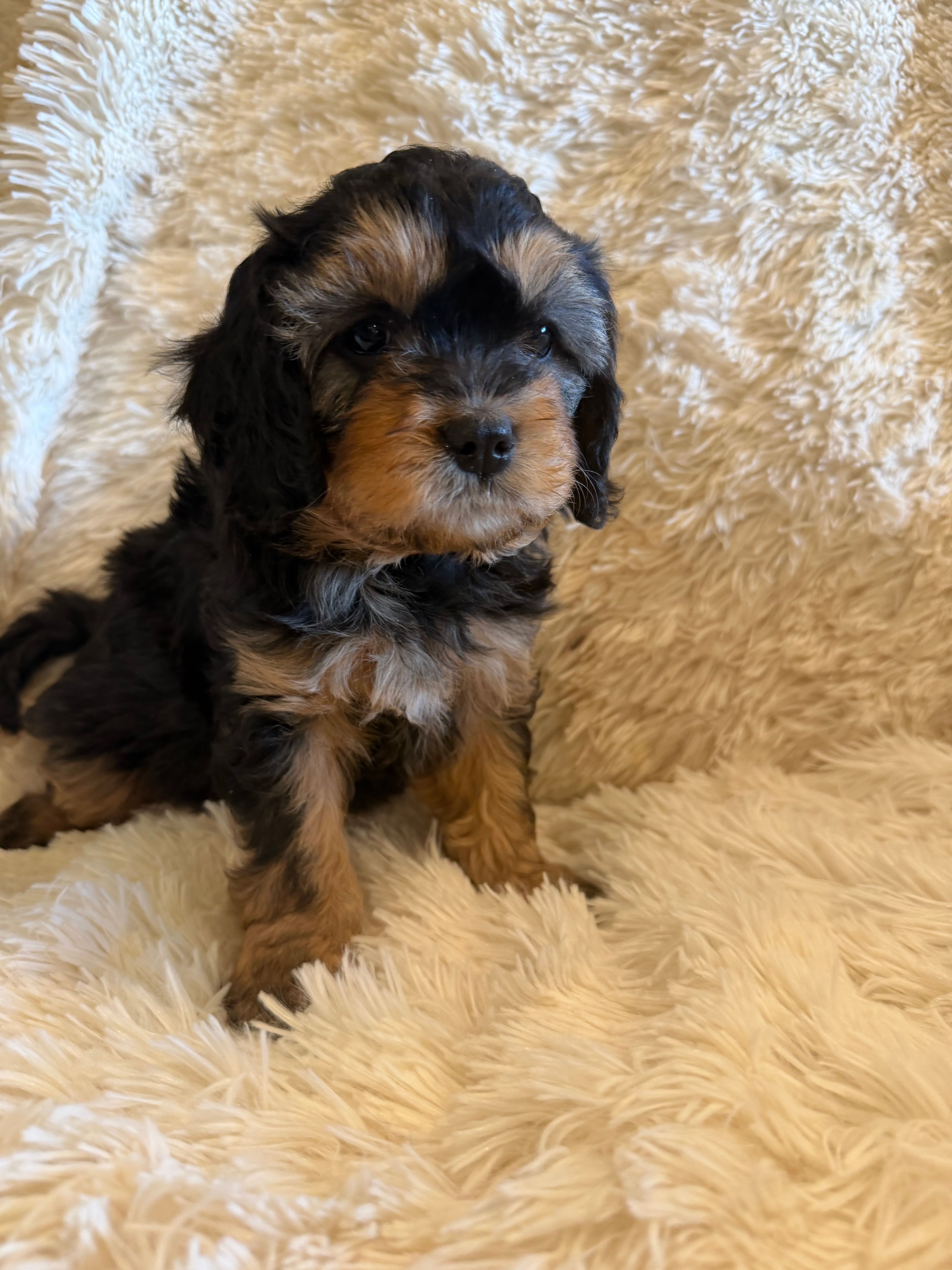 Tea Maria – Miniature Bernedoodle puppy for sale in Canon City, CO