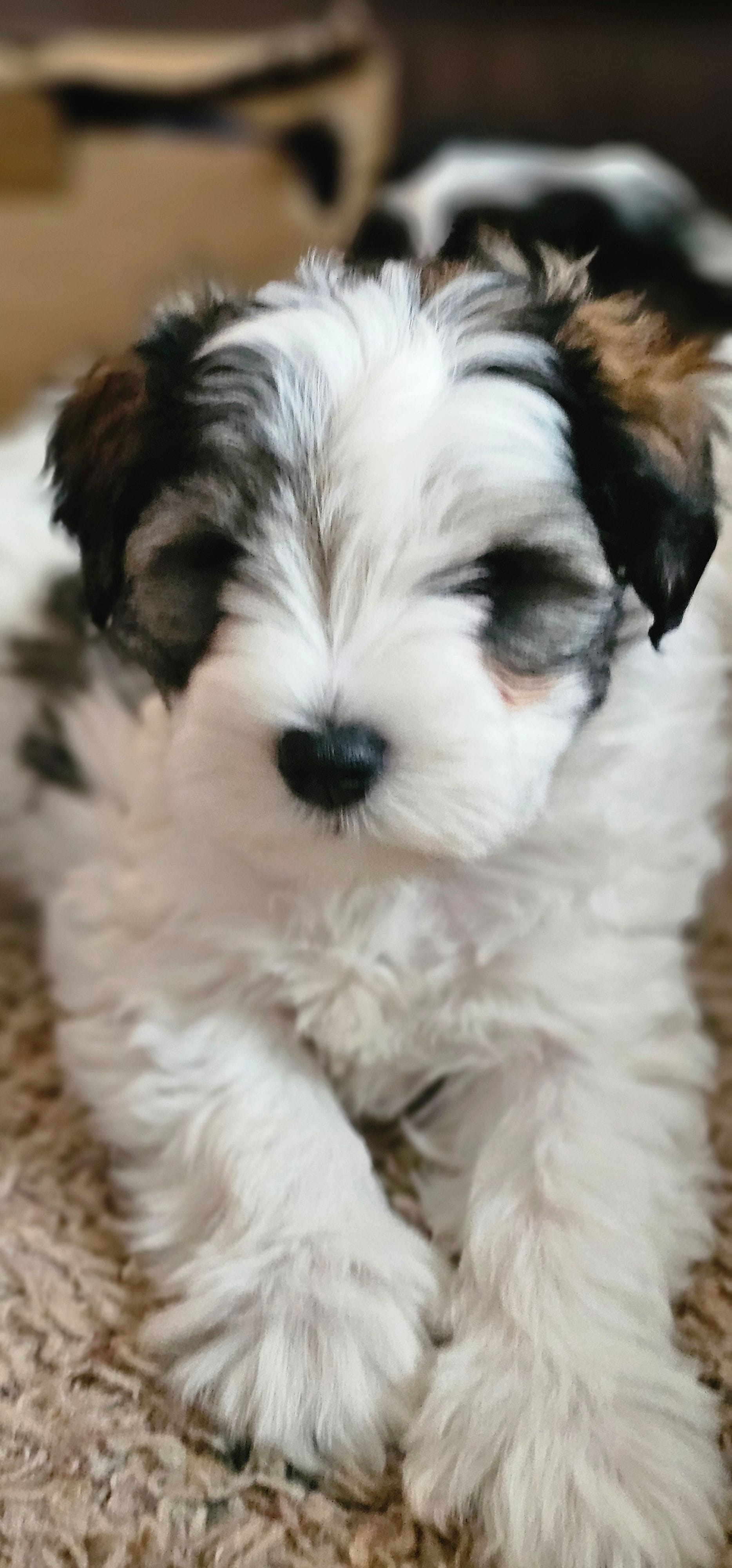 Rocket, a male Miniature Schnauzer for sale in Chino Valley, AZ – Photo 2 of 3