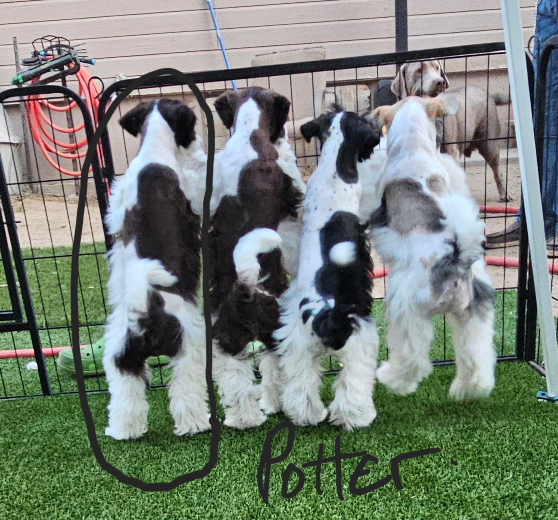 Potter – Miniature Schnauzer puppy for sale in Chino Valley, AZ