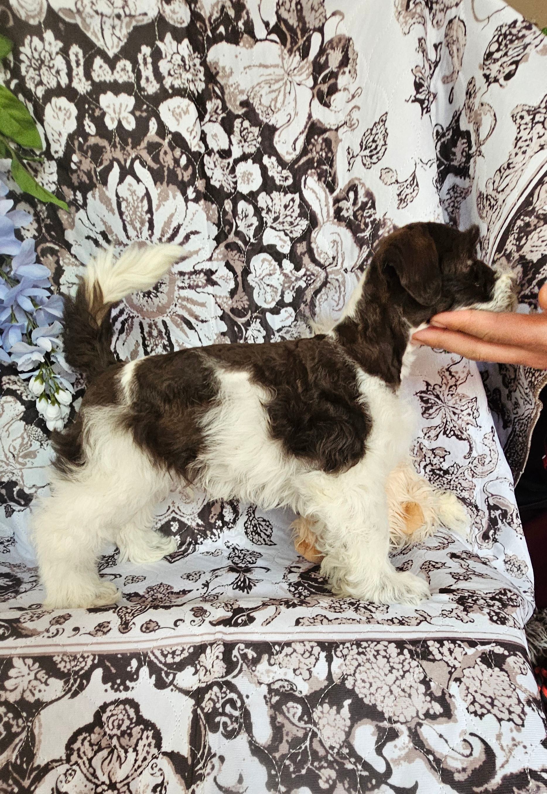 Tubby – Miniature Schnauzer puppy for sale in Chino Valley, AZ