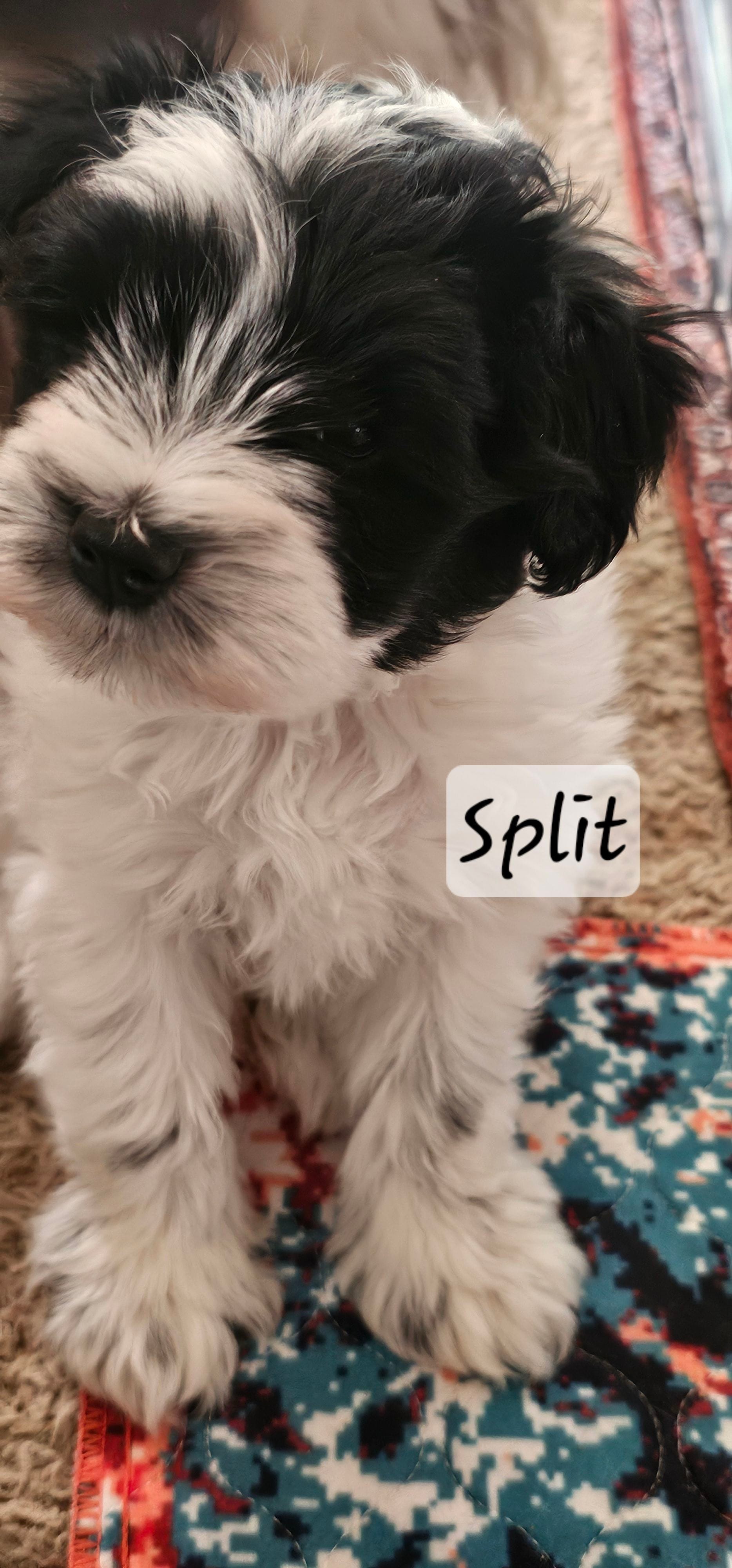 Split – Miniature Schnauzer puppy for sale in Chino Valley, AZ