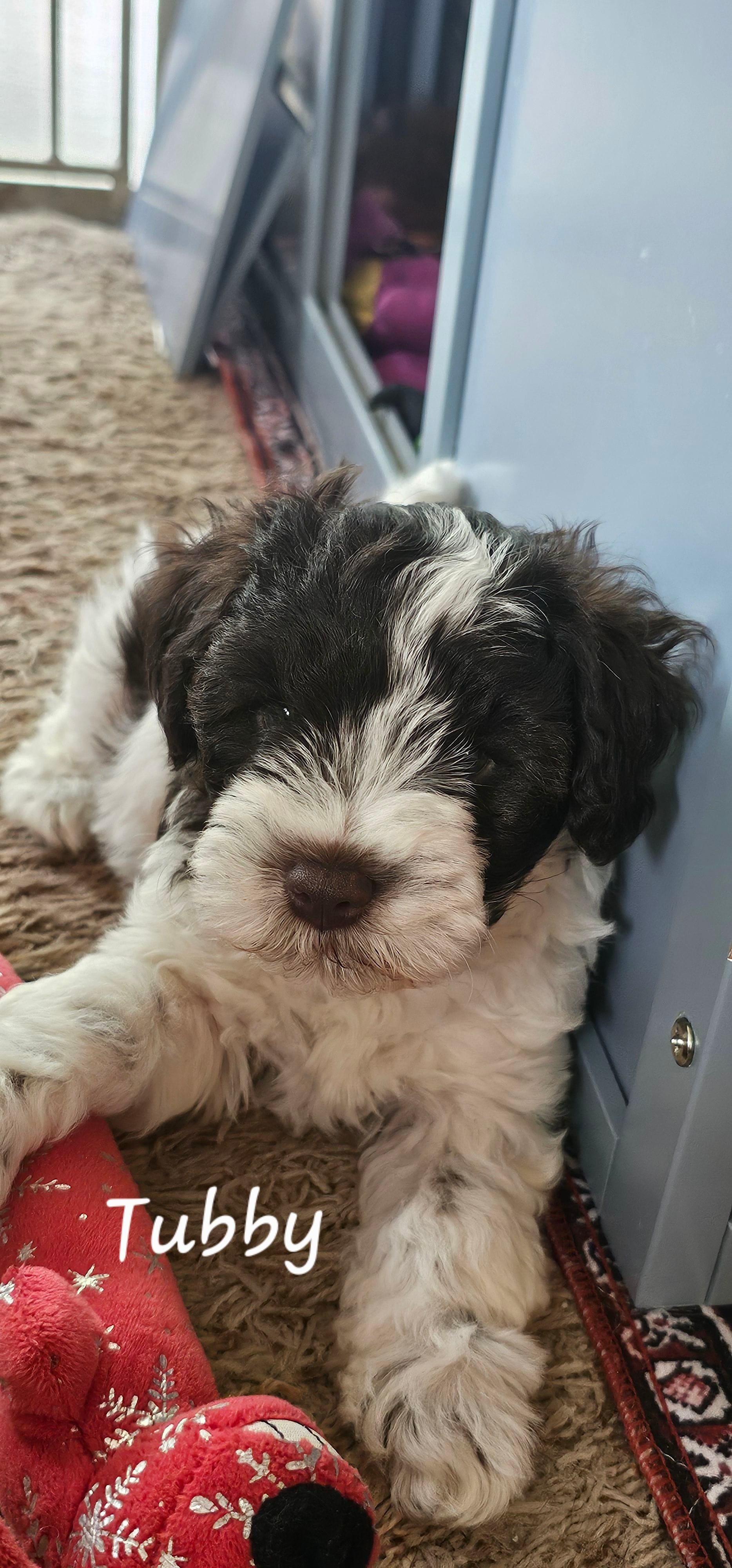Tubby, a male Miniature Schnauzer for sale in Chino Valley, AZ – Photo 2 of 3