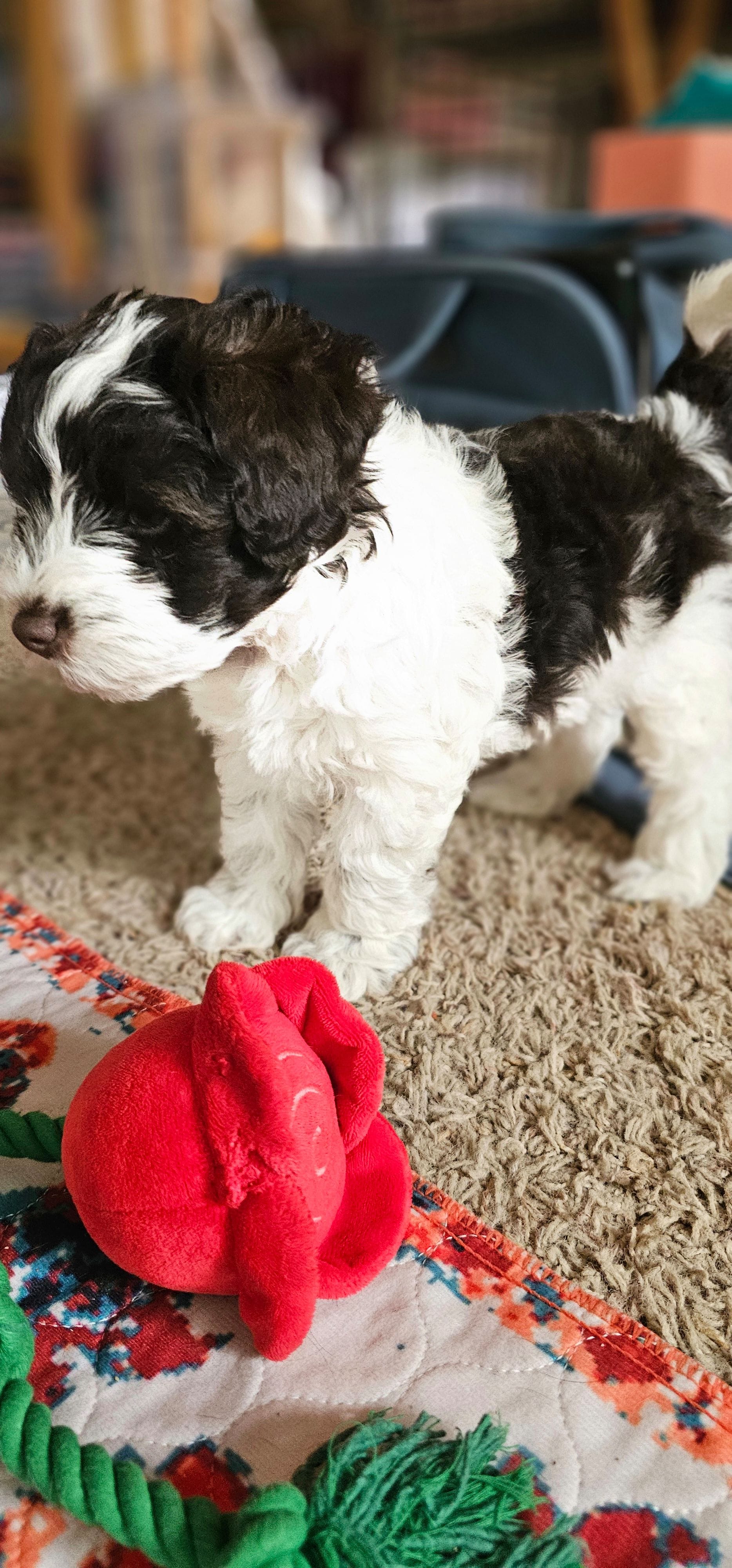 Potter – Miniature Schnauzer puppy for sale in Chino Valley, AZ