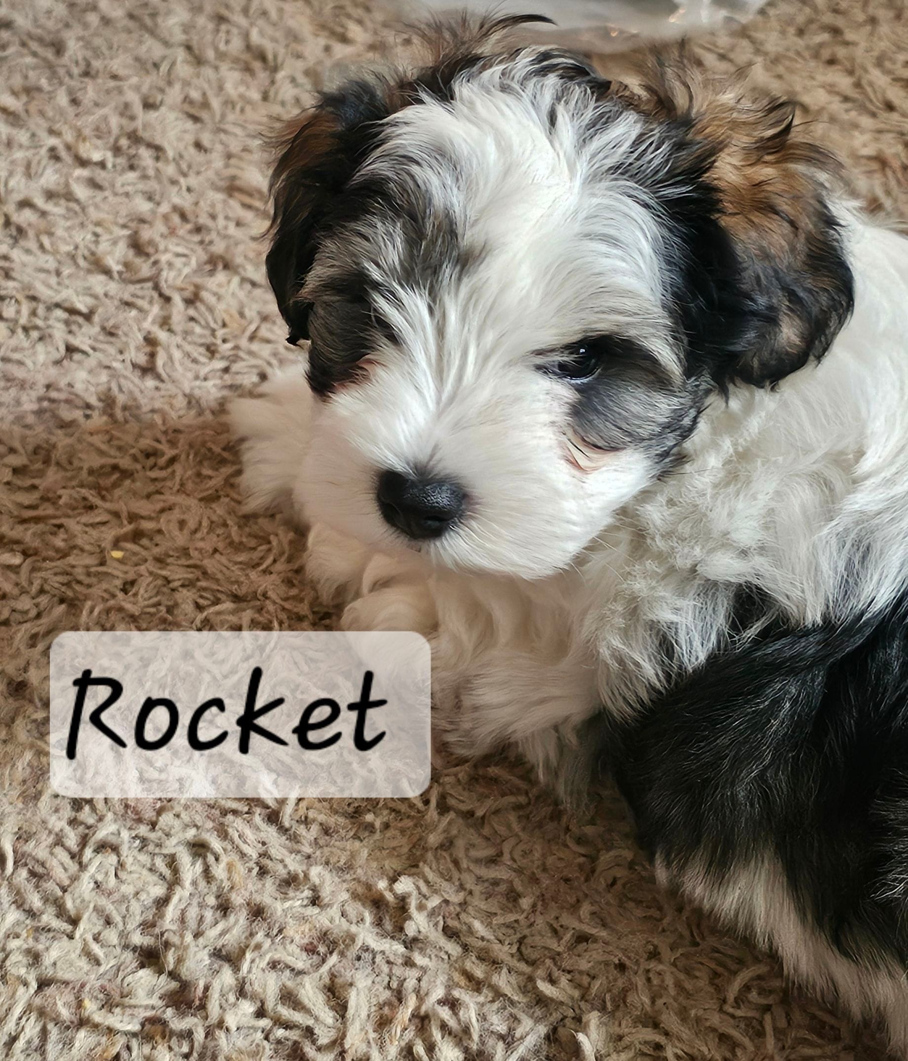 Rocket, a male Miniature Schnauzer for sale in Chino Valley, AZ – Photo 3 of 3