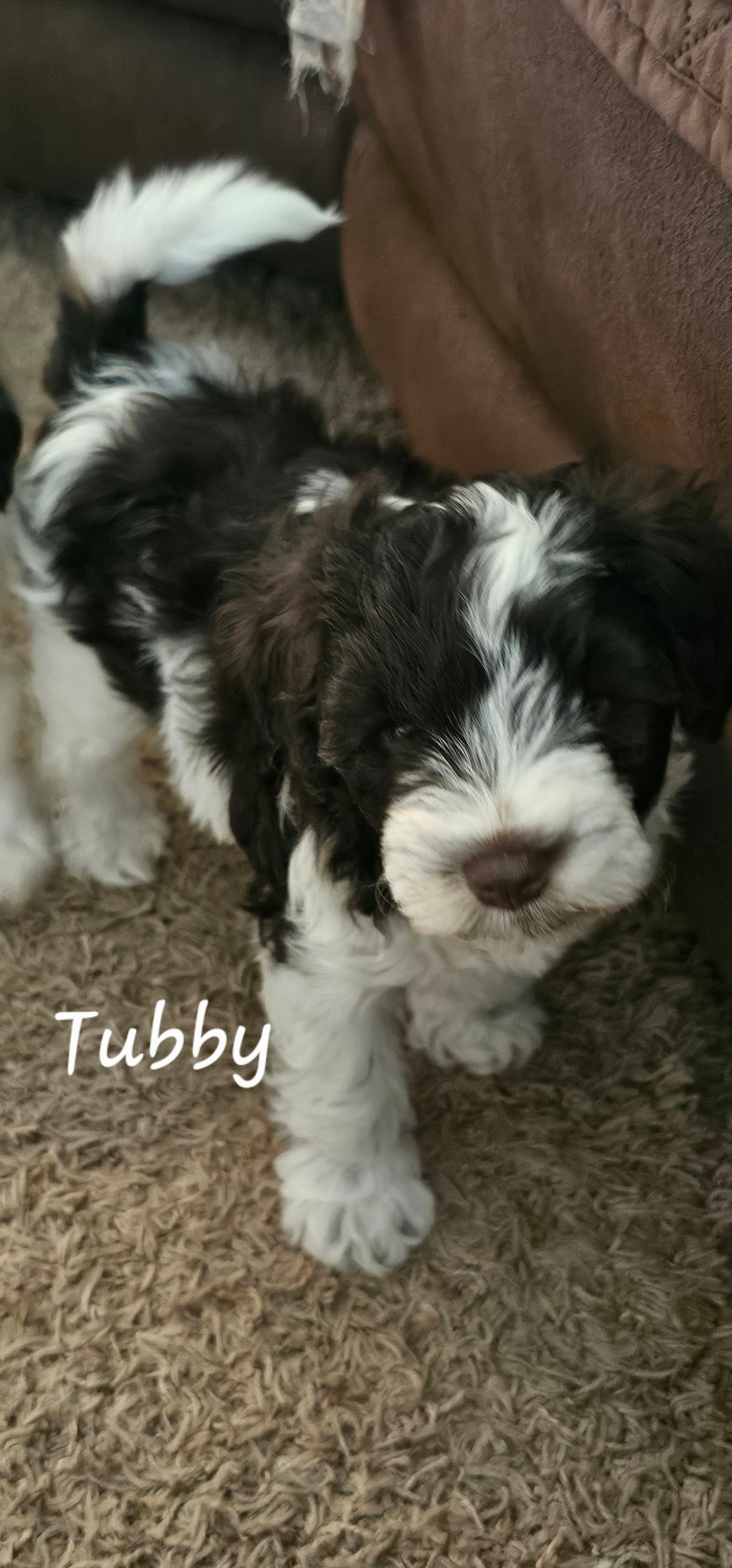 Tubby, a male Miniature Schnauzer for sale in Chino Valley, AZ – Photo 3 of 3