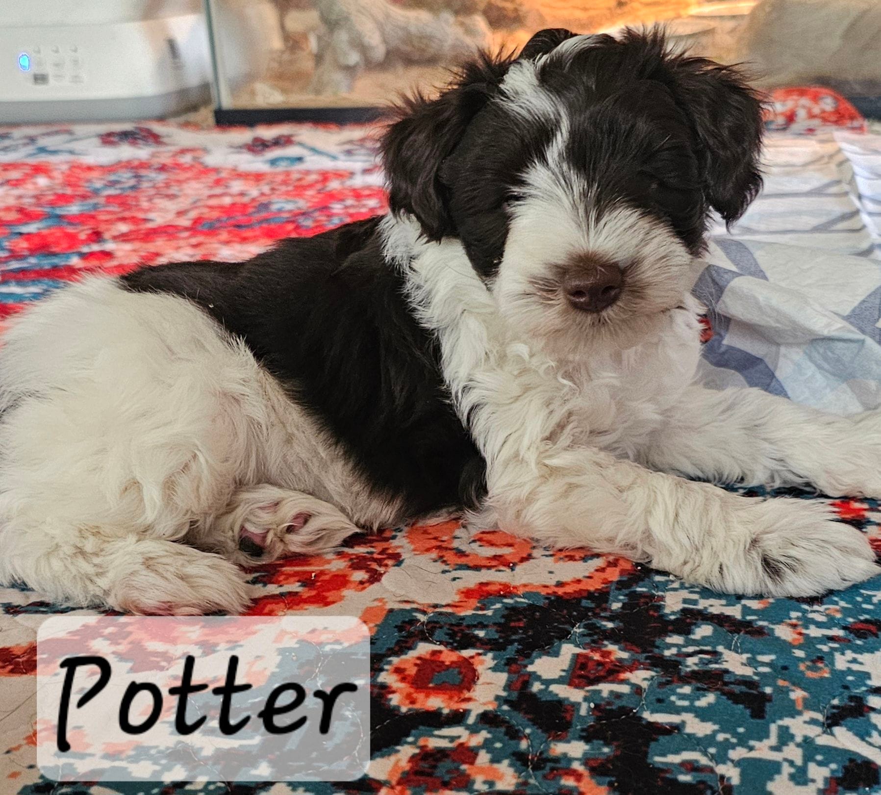 Potter, a male Miniature Schnauzer for sale in Chino Valley, AZ – Photo 2 of 3
