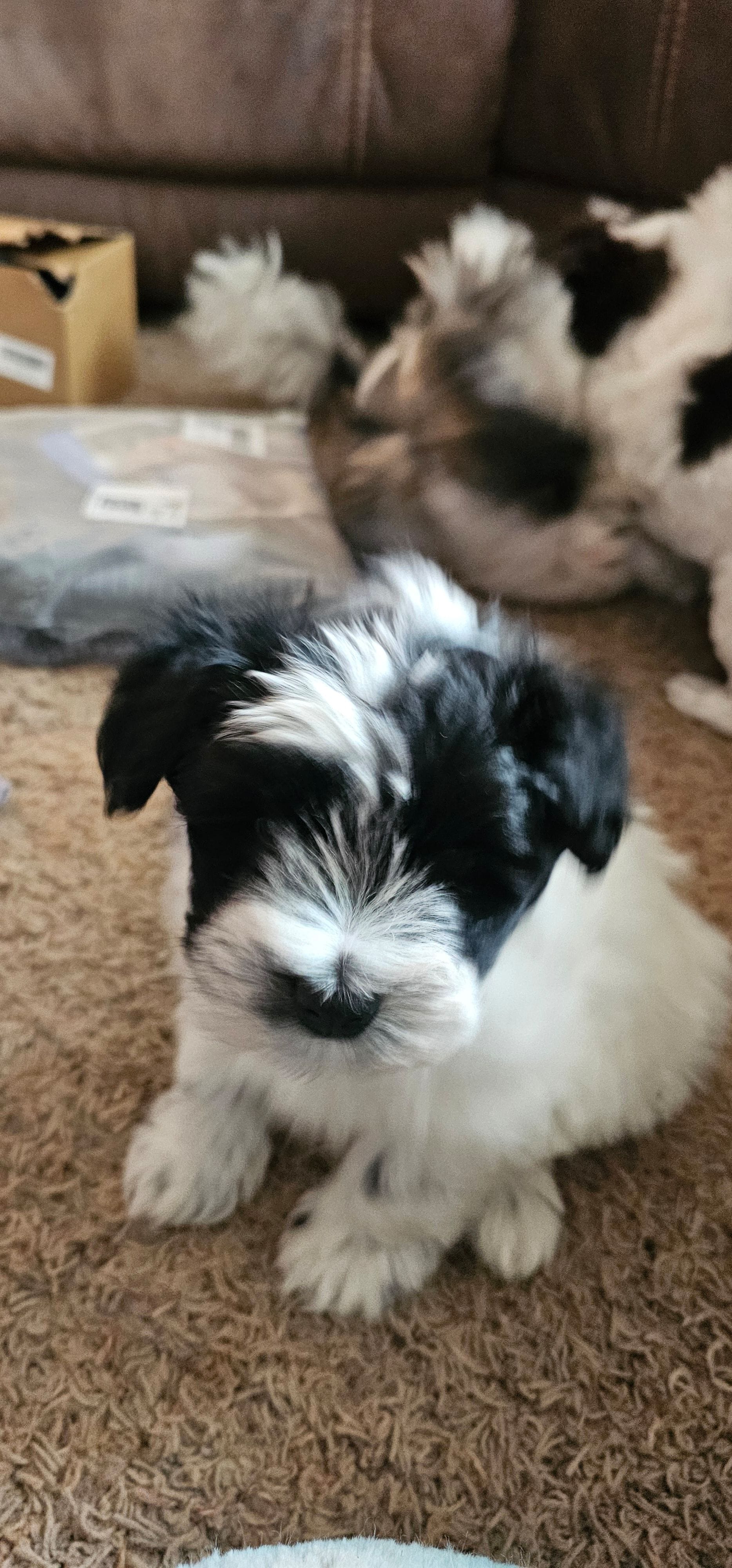 Split, a male Miniature Schnauzer for sale in Chino Valley, AZ – Photo 2 of 3