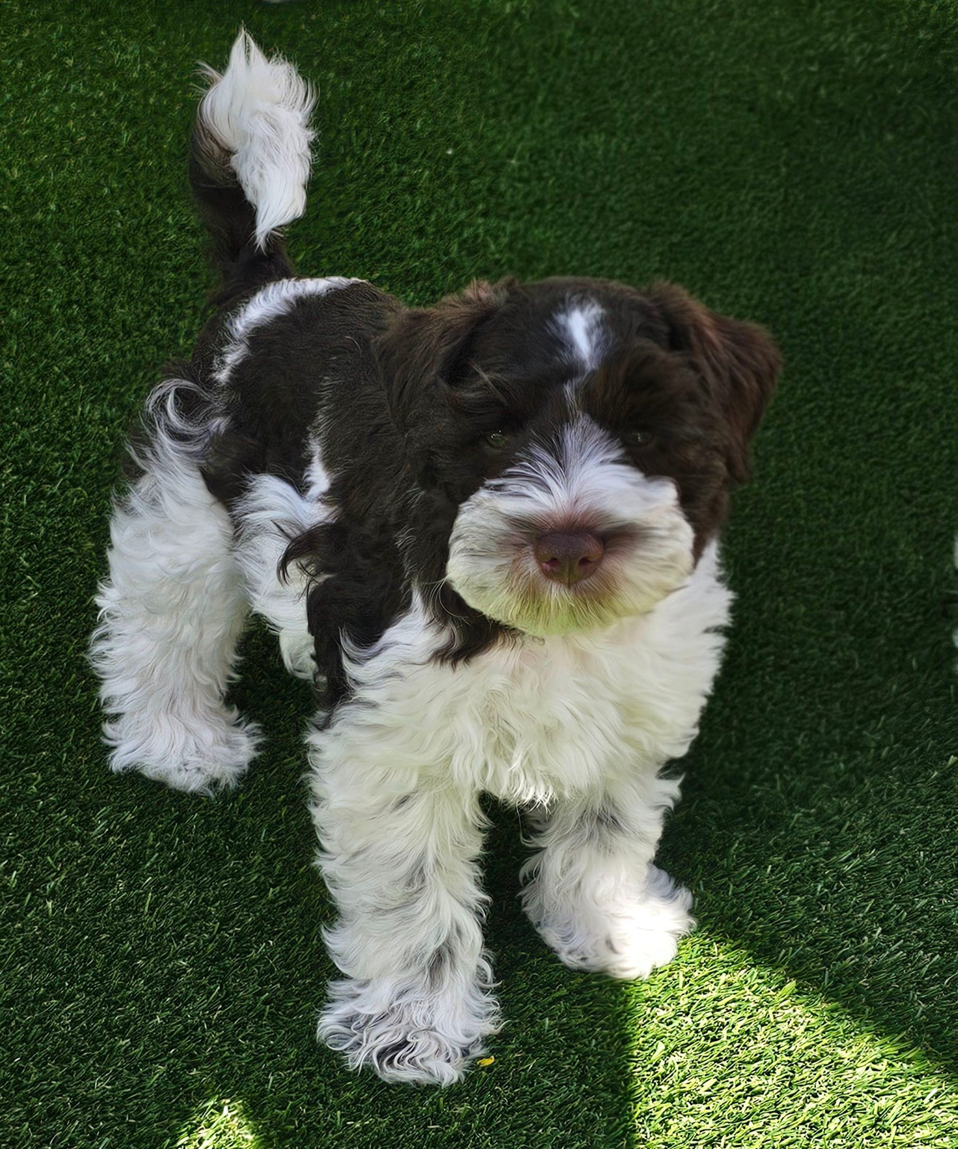 Tubby – Miniature Schnauzer puppy for sale in Chino Valley, AZ