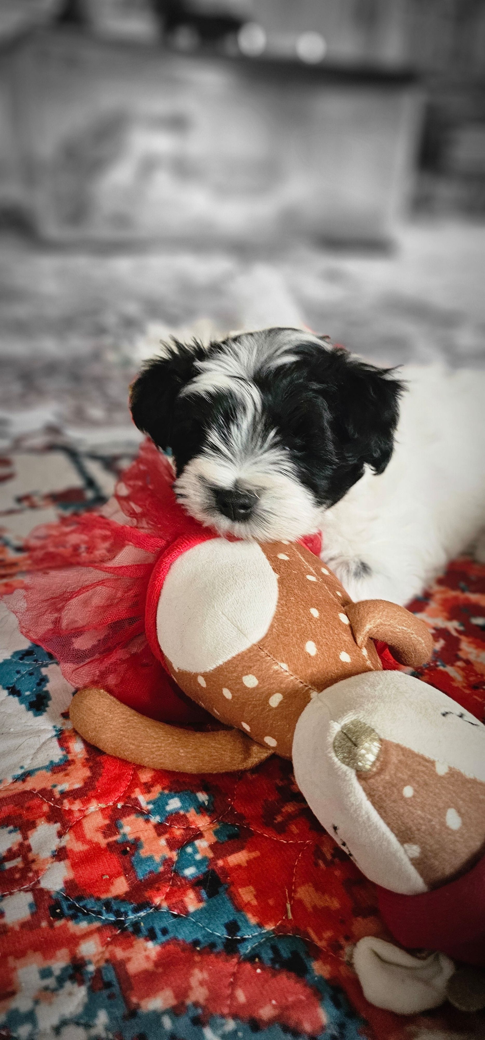 Split, a male Miniature Schnauzer for sale in Chino Valley, AZ – Photo 3 of 3