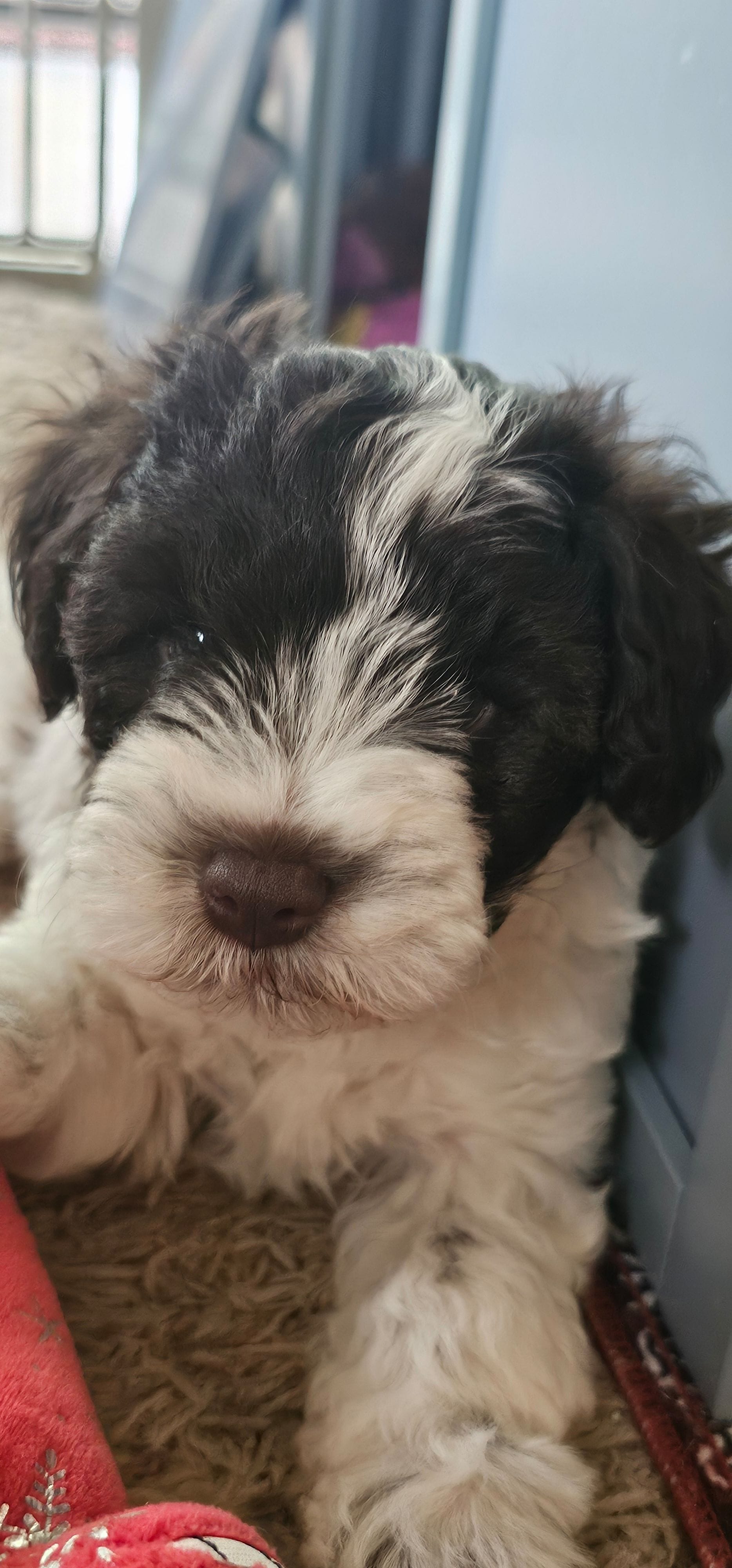 Tubby – Miniature Schnauzer puppy for sale in Chino Valley, AZ