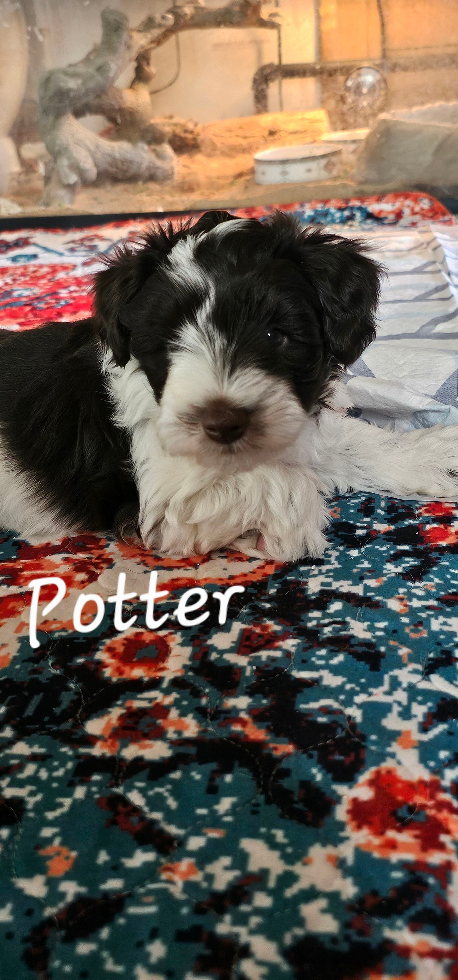 Potter, a male Miniature Schnauzer for sale in Chino Valley, AZ – Photo 3 of 3
