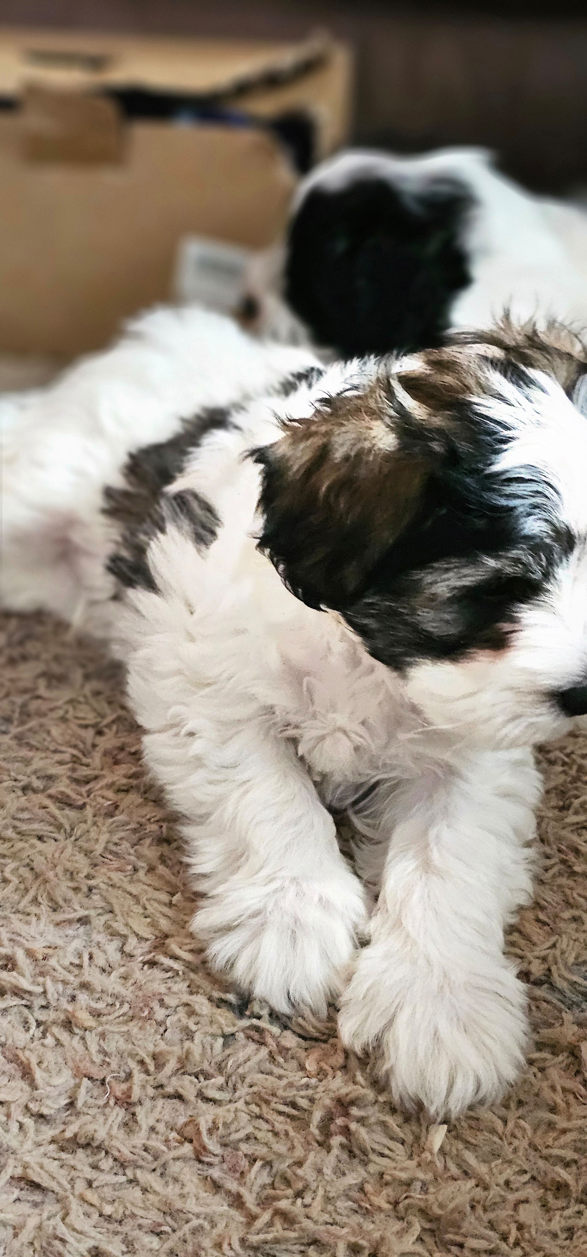 Rocket – Miniature Schnauzer puppy for sale in Chino Valley, AZ