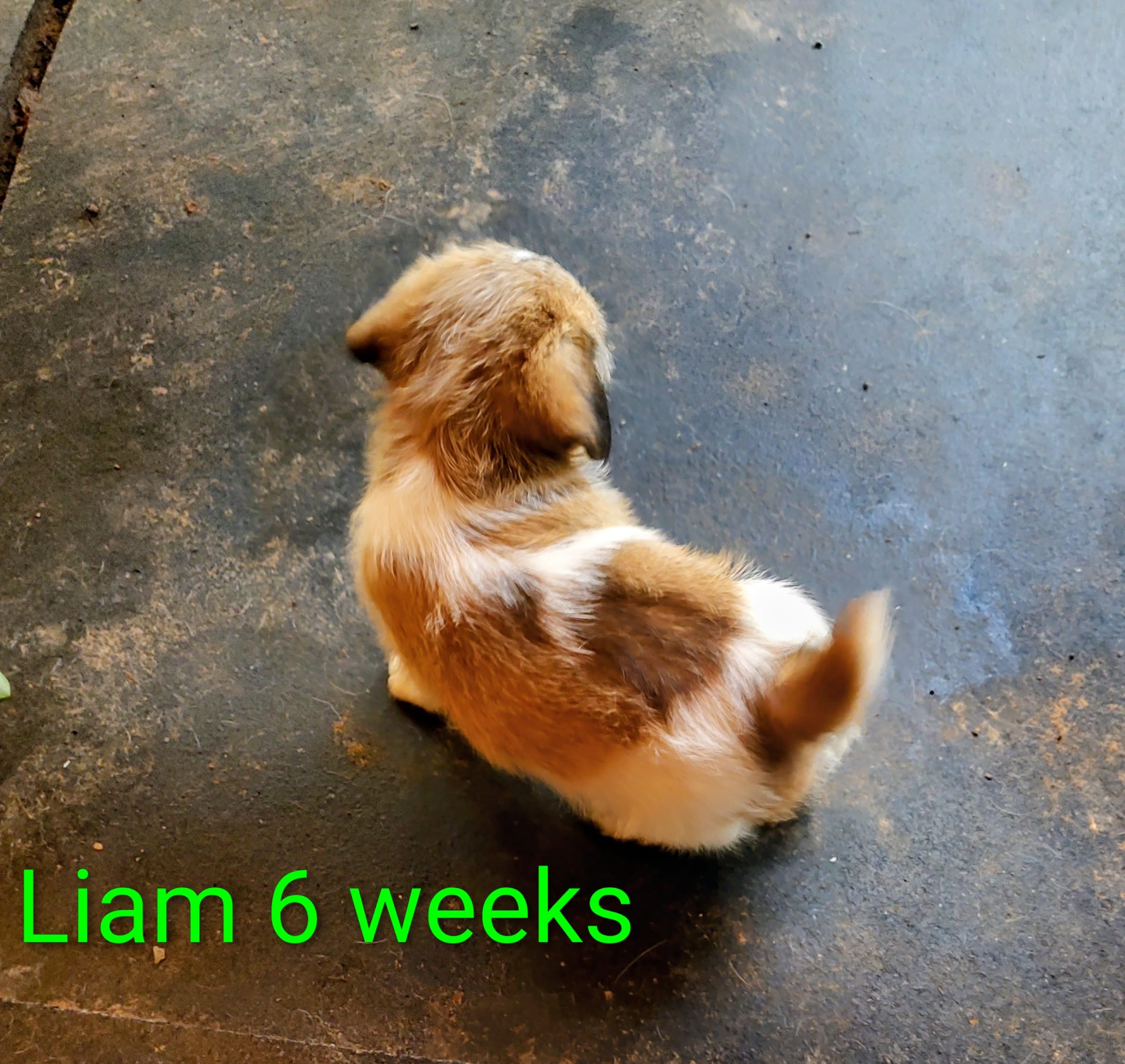 Liam – Jack Russell Terrier puppy for sale in Alto, TX