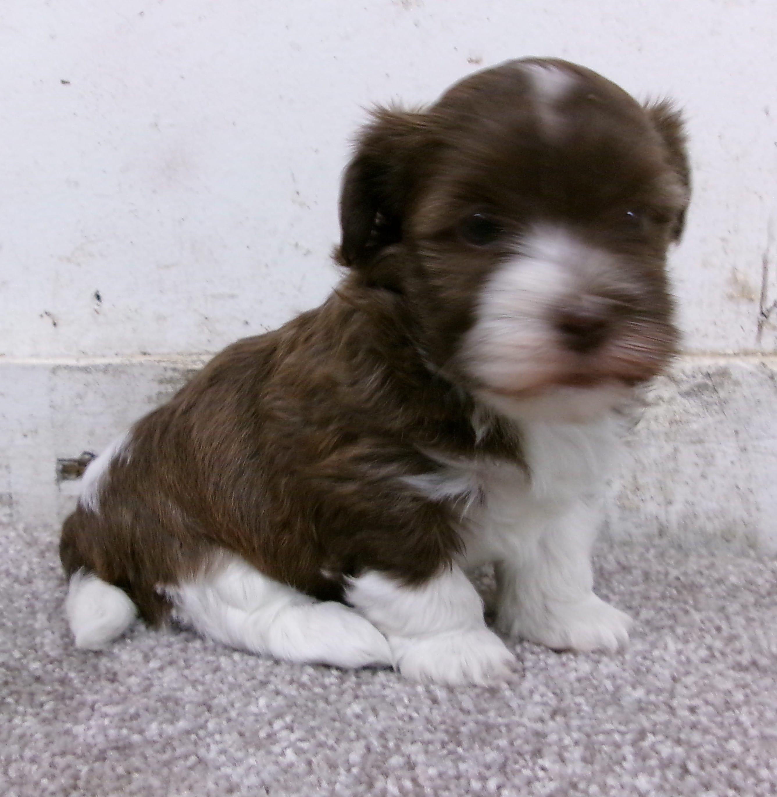 Sundae – Havanese puppy for sale in Buchanan, TN
