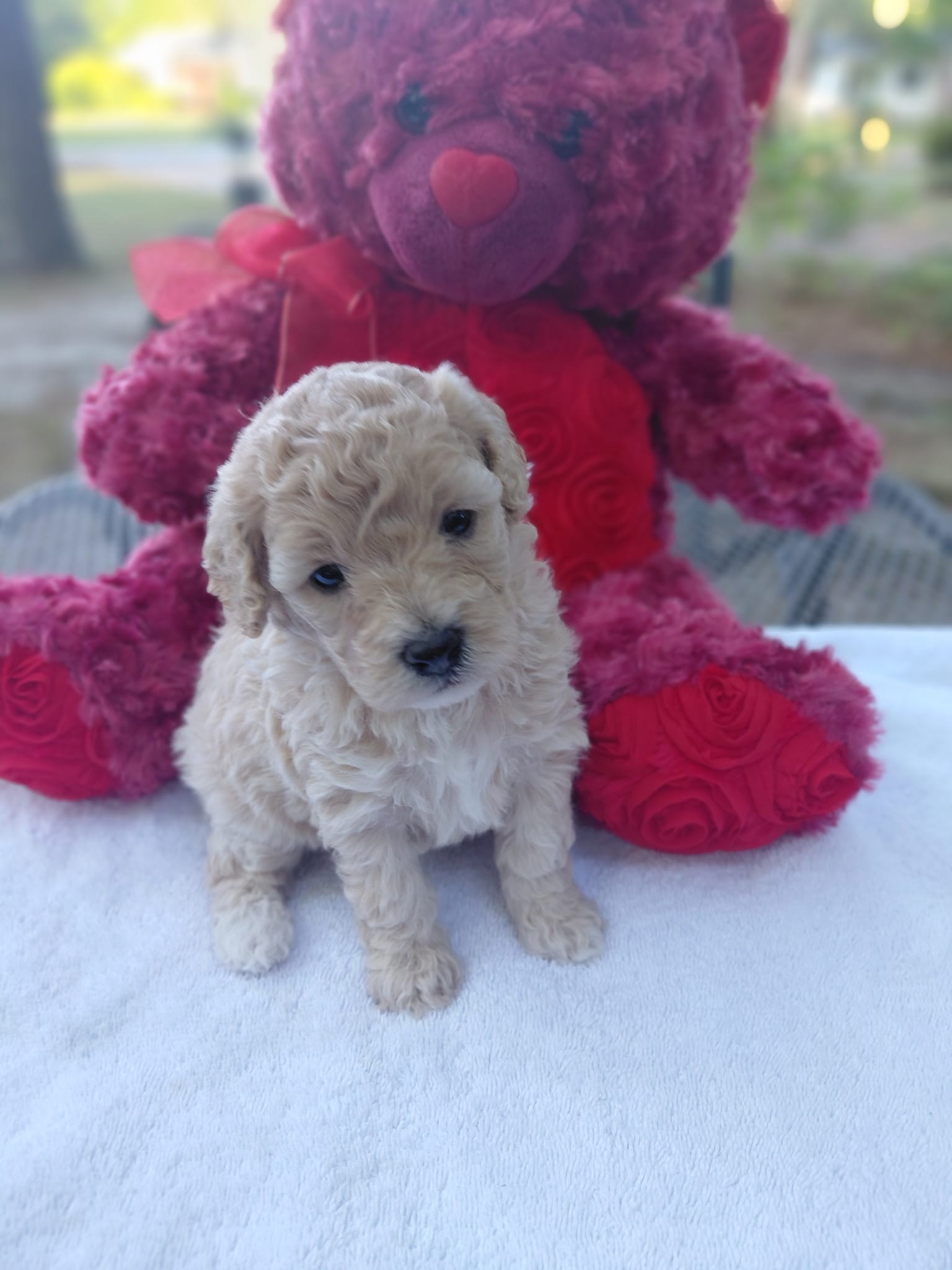 Gigi – Poodle - Miniature  puppy for sale in Camden, SC