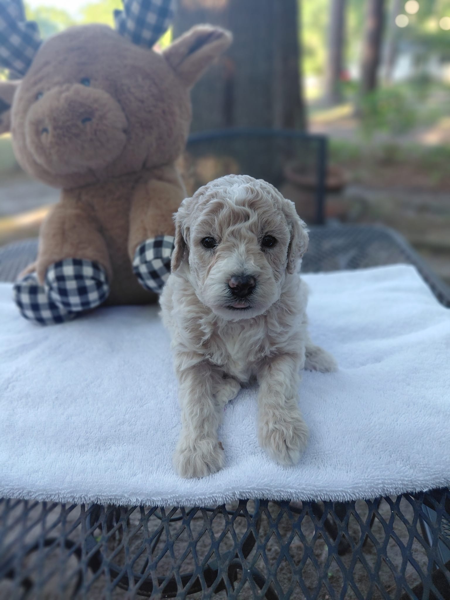 Russ – Poodle - Miniature  puppy for sale in Camden, SC