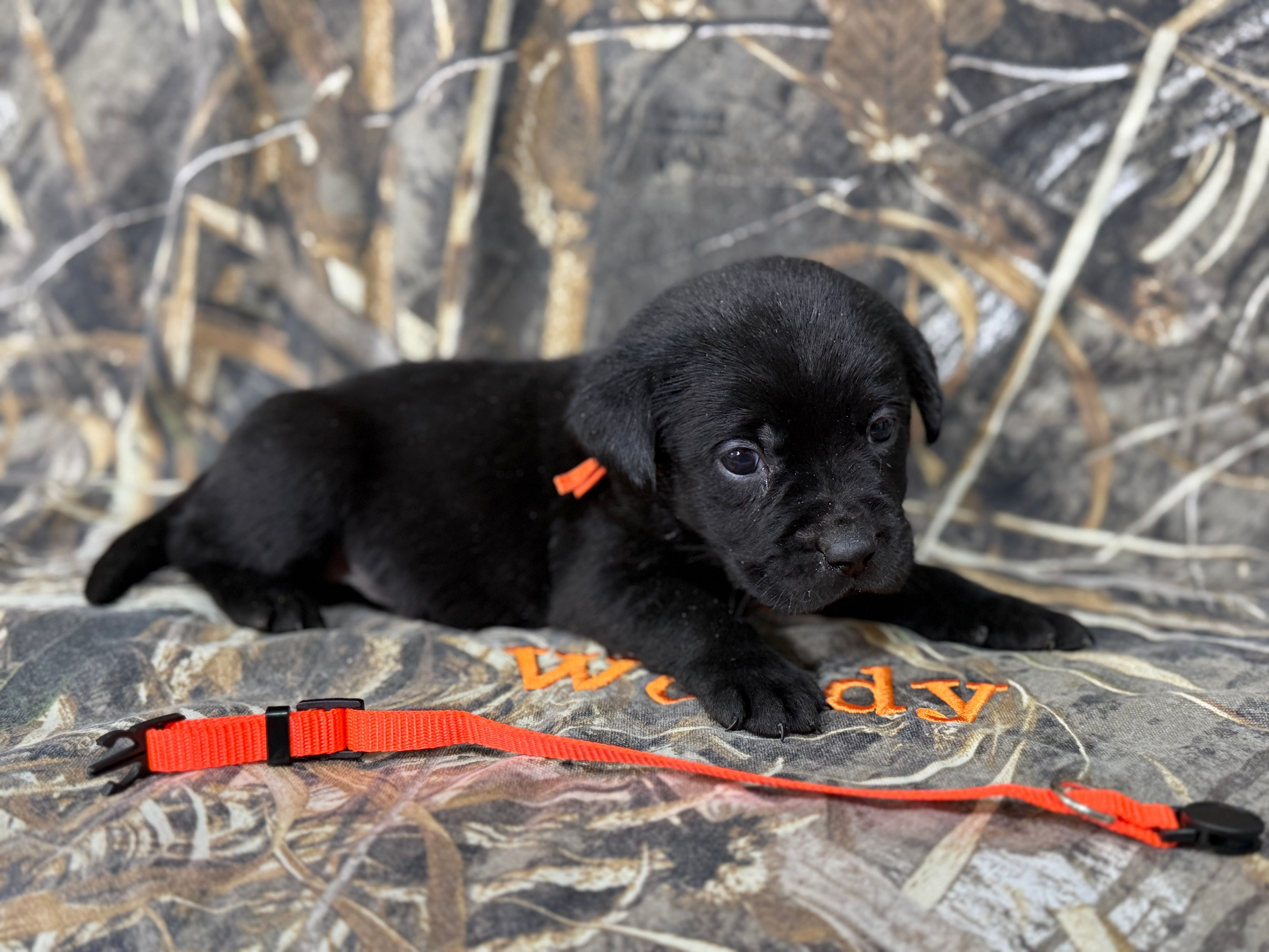 Diver – Labrador Retriever puppy for sale in Camden, SC